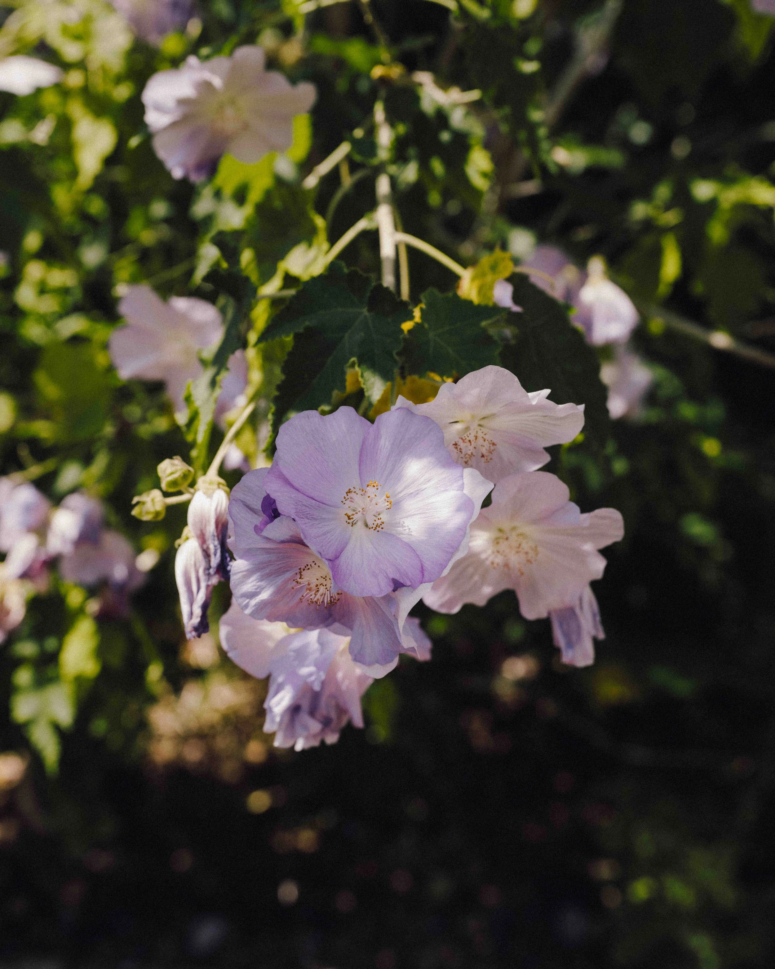 DSCF9782.jpg