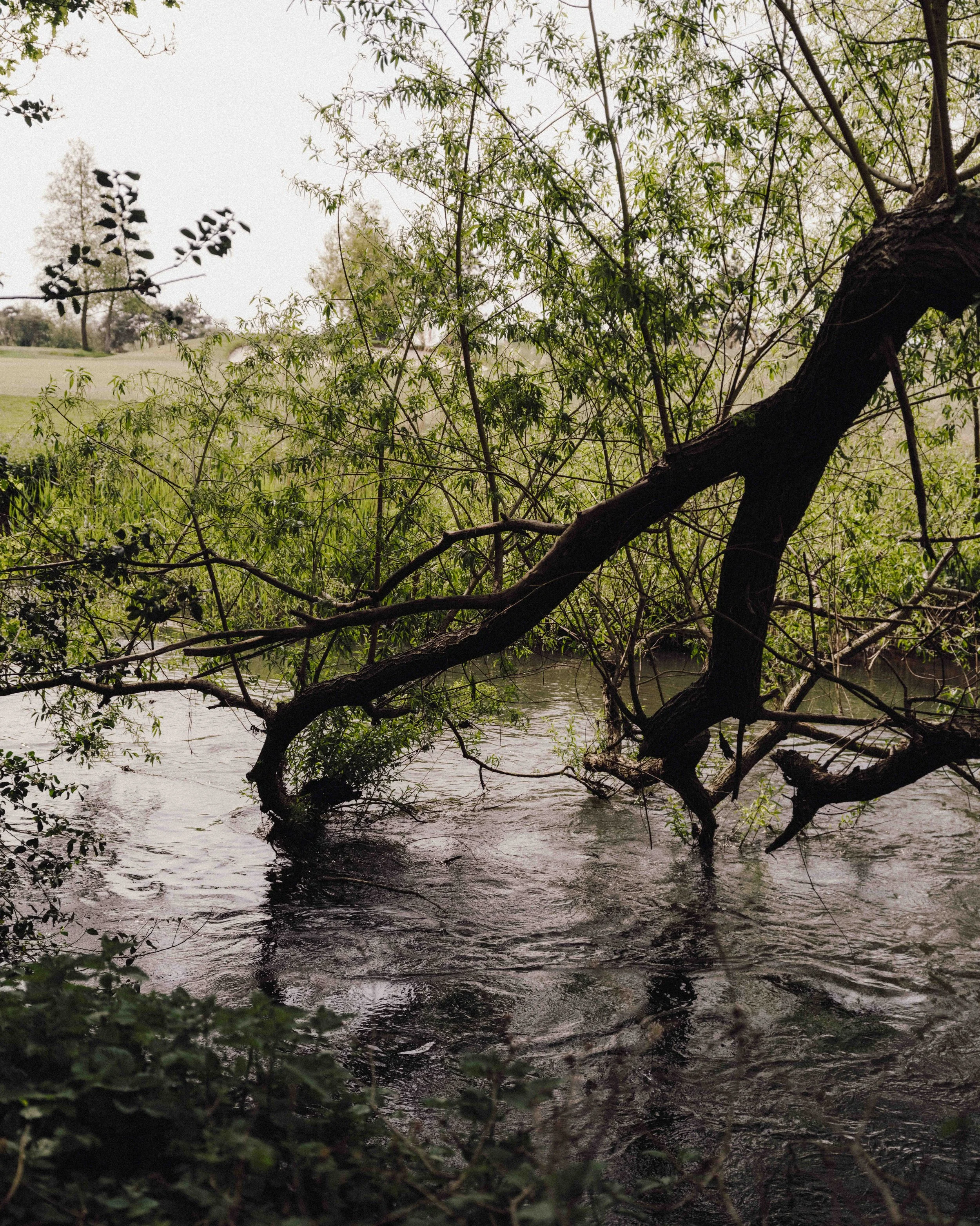 DSCF5184.jpg