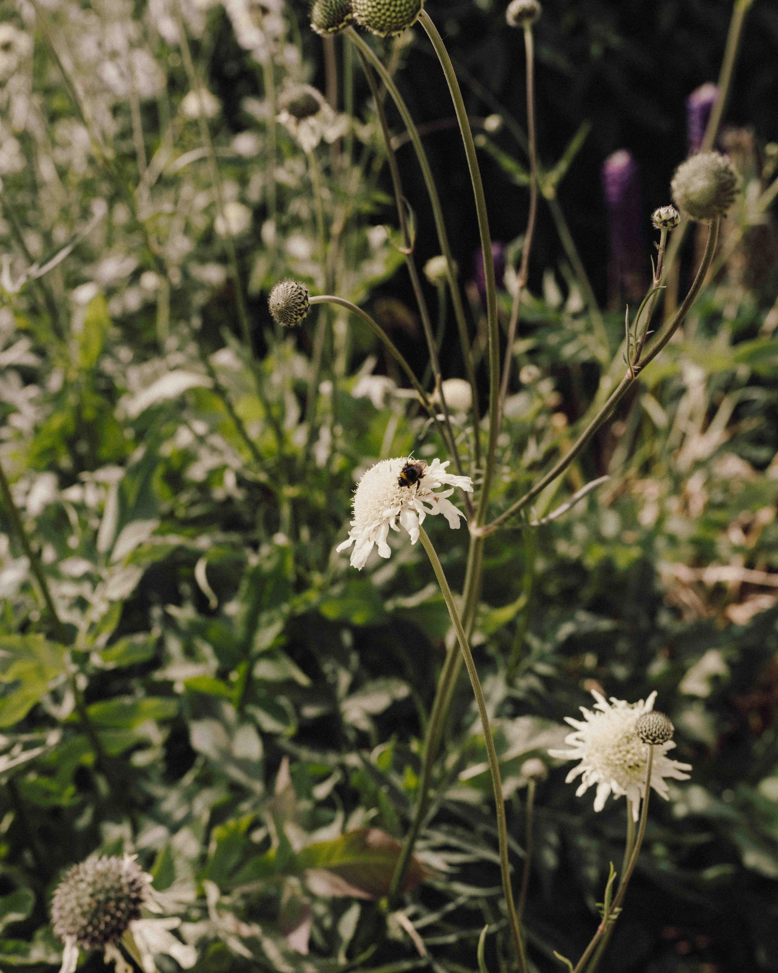 DSCF1572.jpg