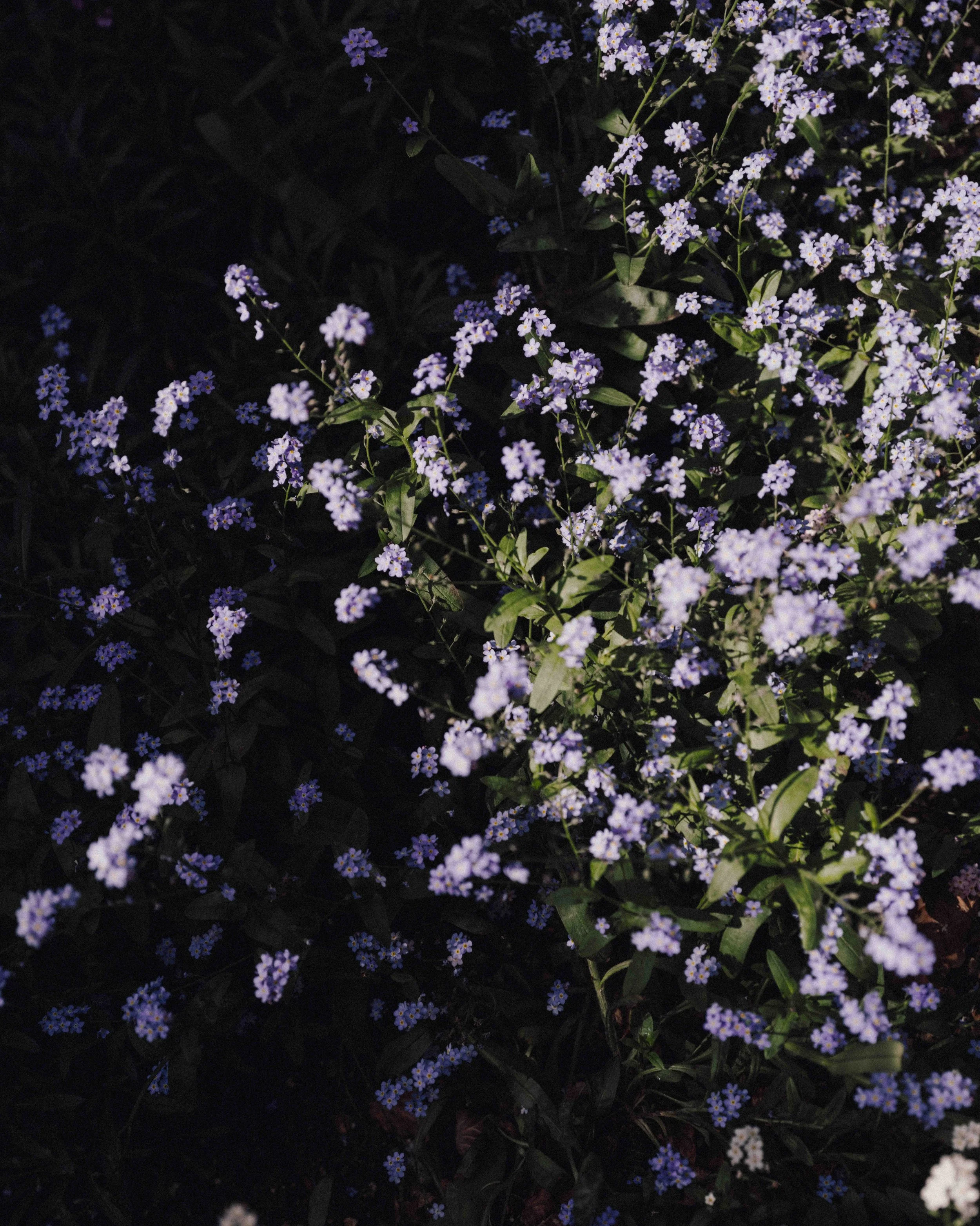 DSCF4905.jpg