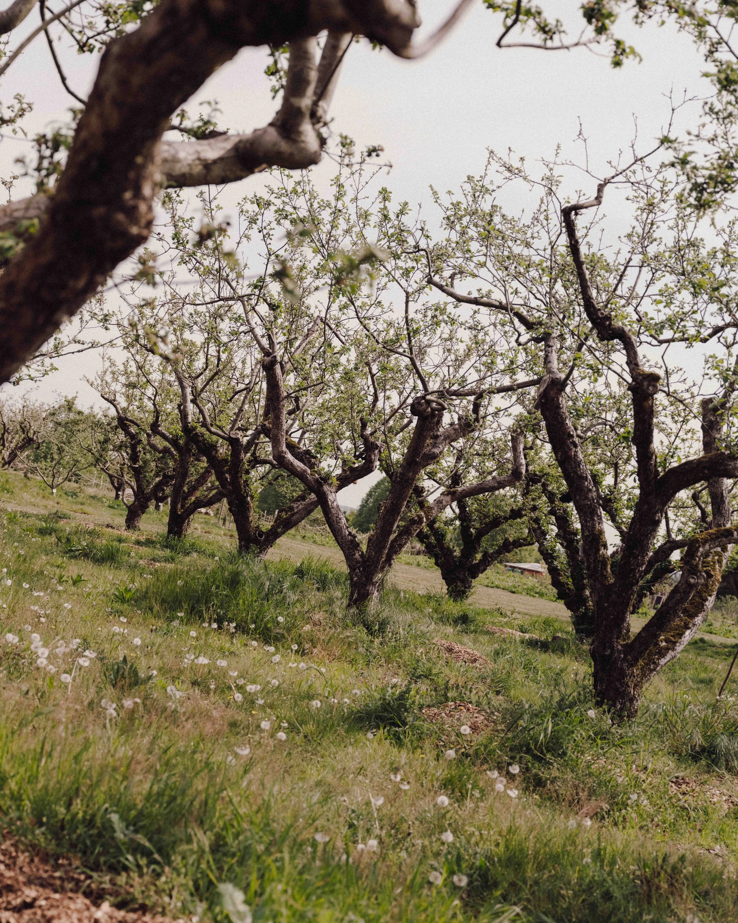 DSCF5251.jpg