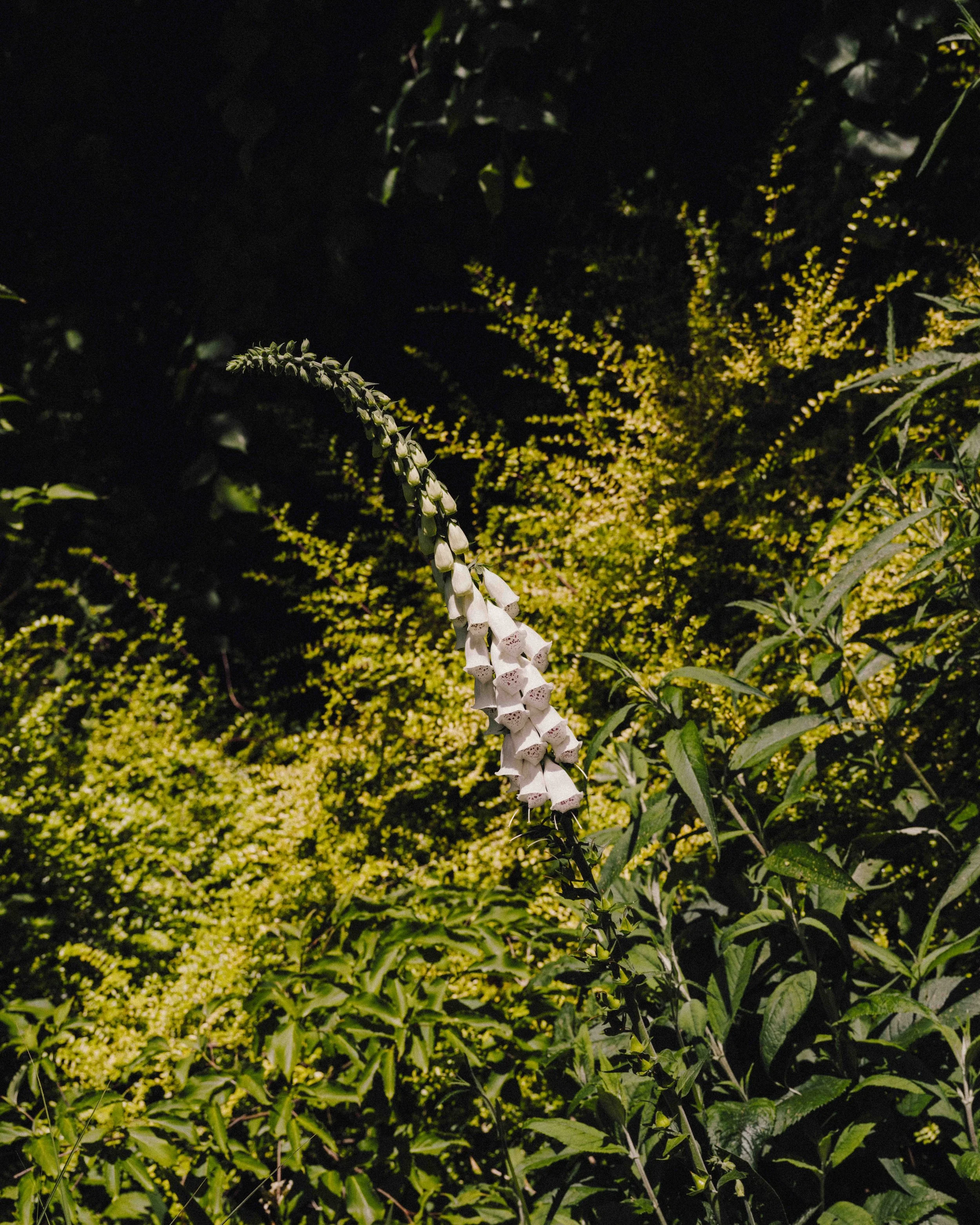 DSCF9792.jpg