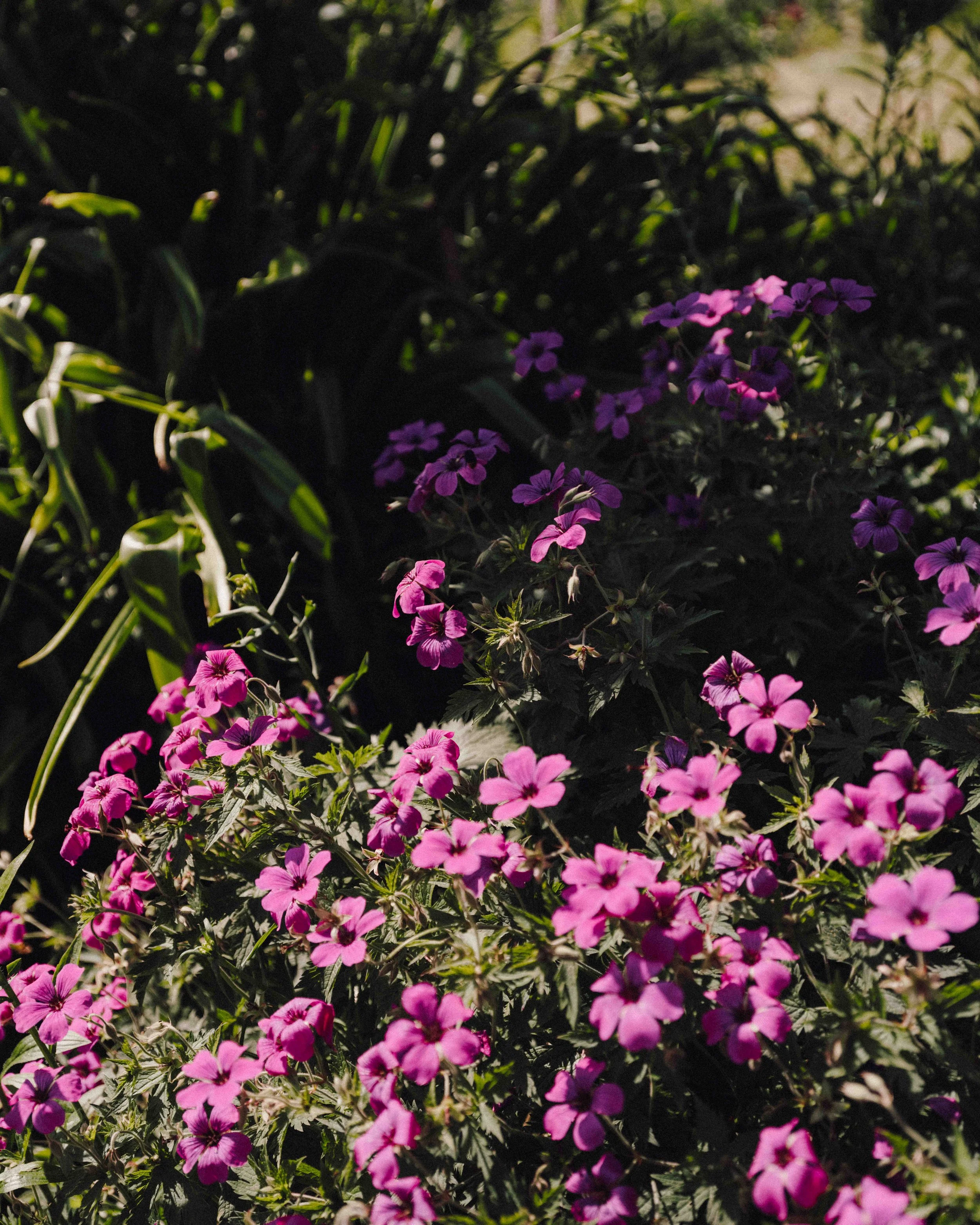 DSCF9956.jpg