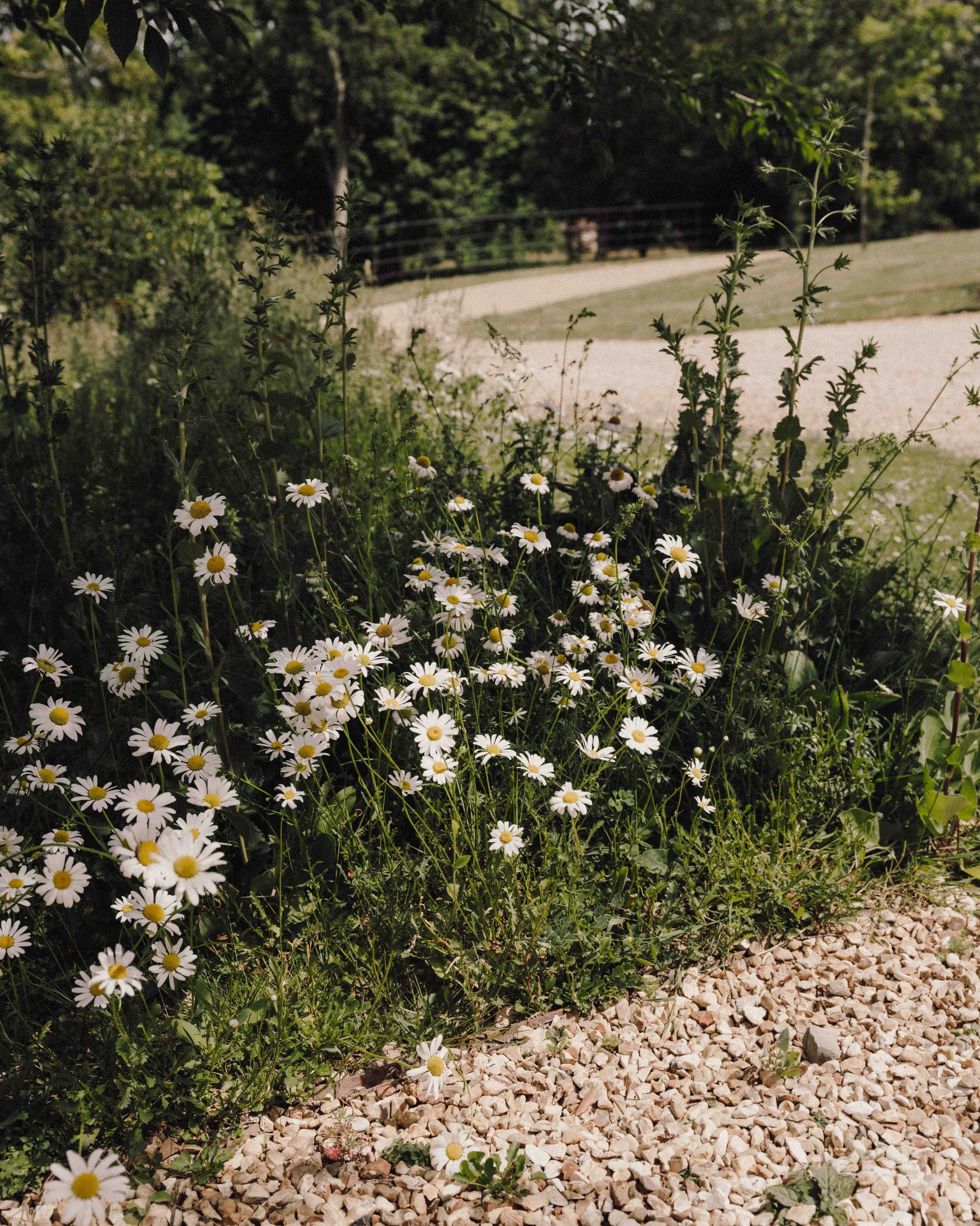 DSCF1525.jpg