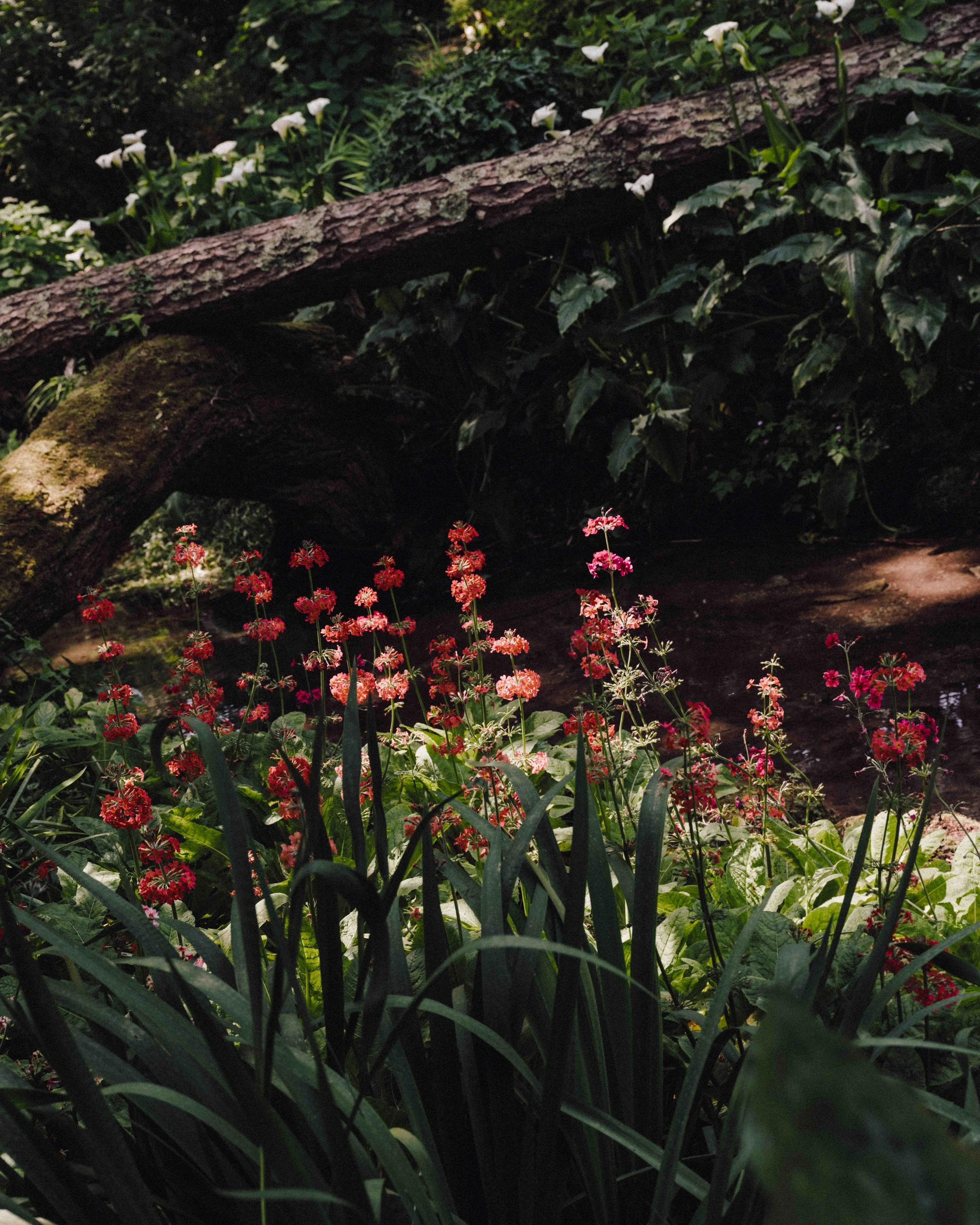 DSCF9813.jpg