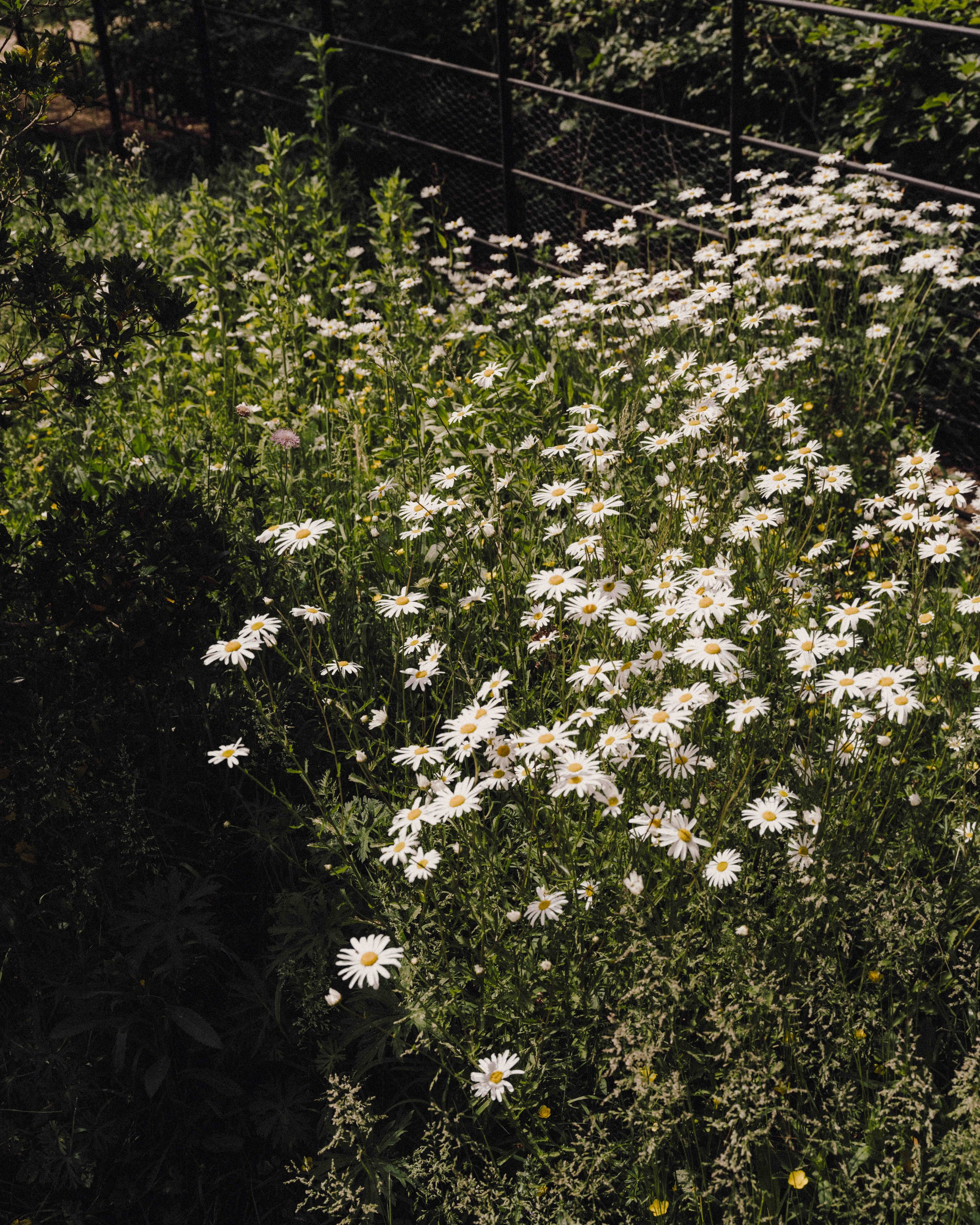 DSCF1567.jpg