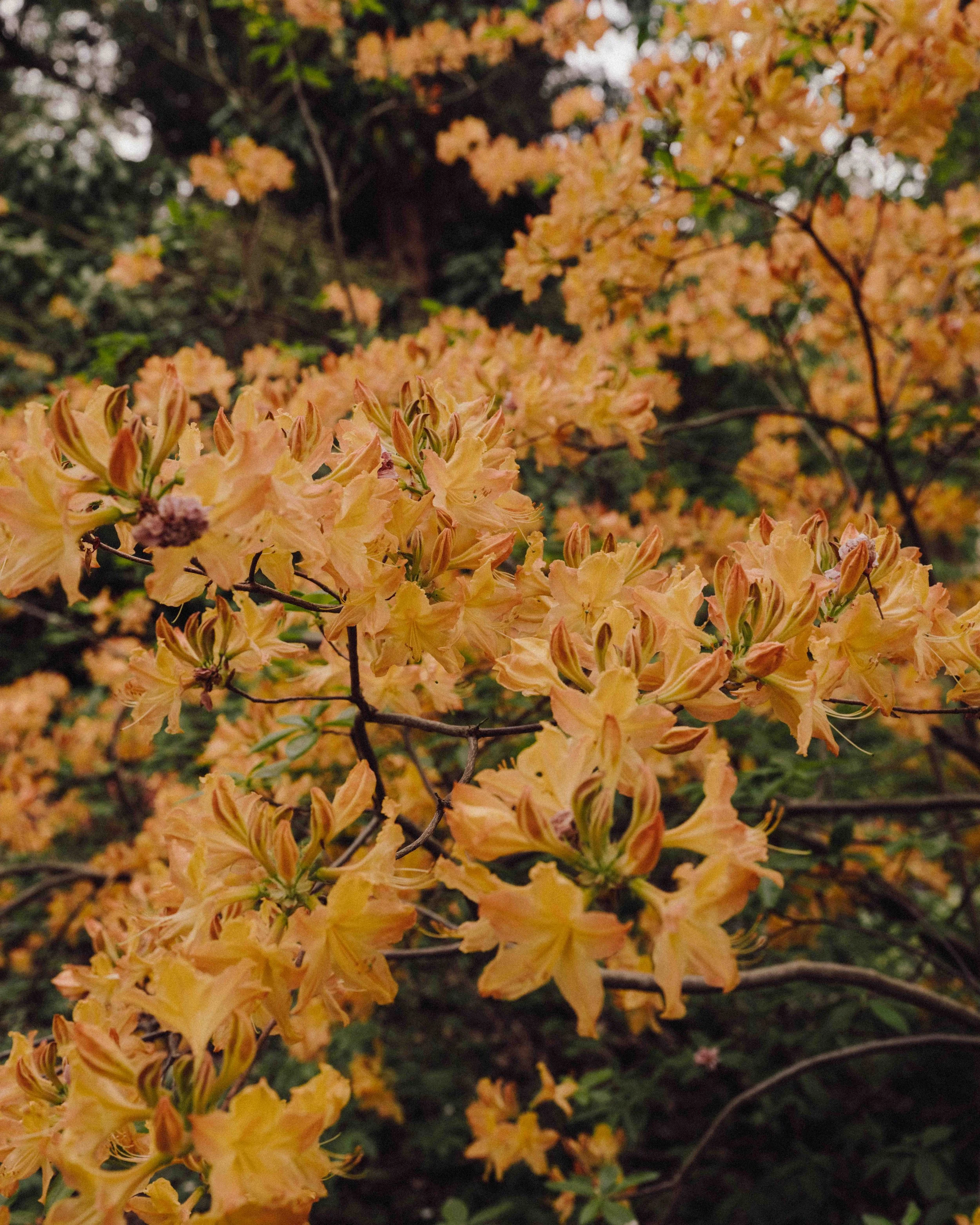 DSCF5279.jpg