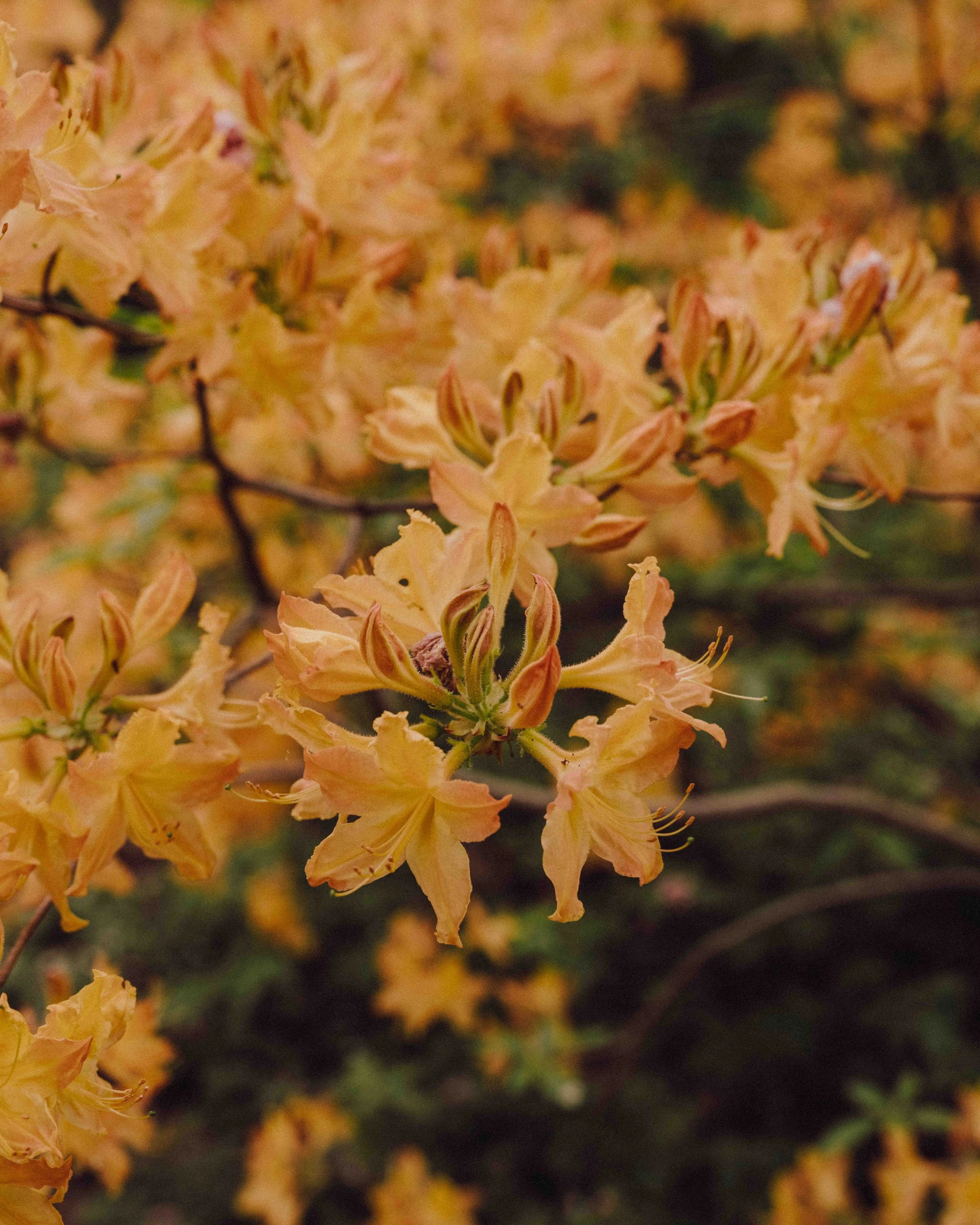 DSCF5281.jpg