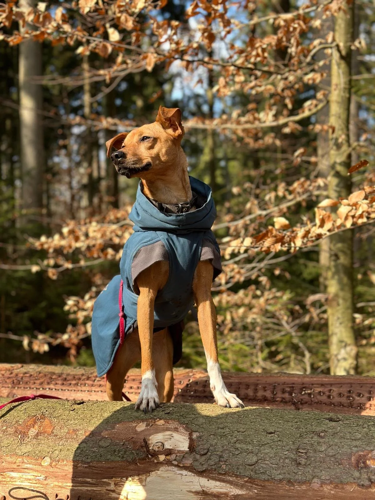 WhatsApp Image 2024-10-02 at 21.45.00_45697ea3.jpg