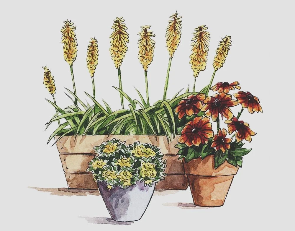 flowers_plants_VSCO.jpeg
