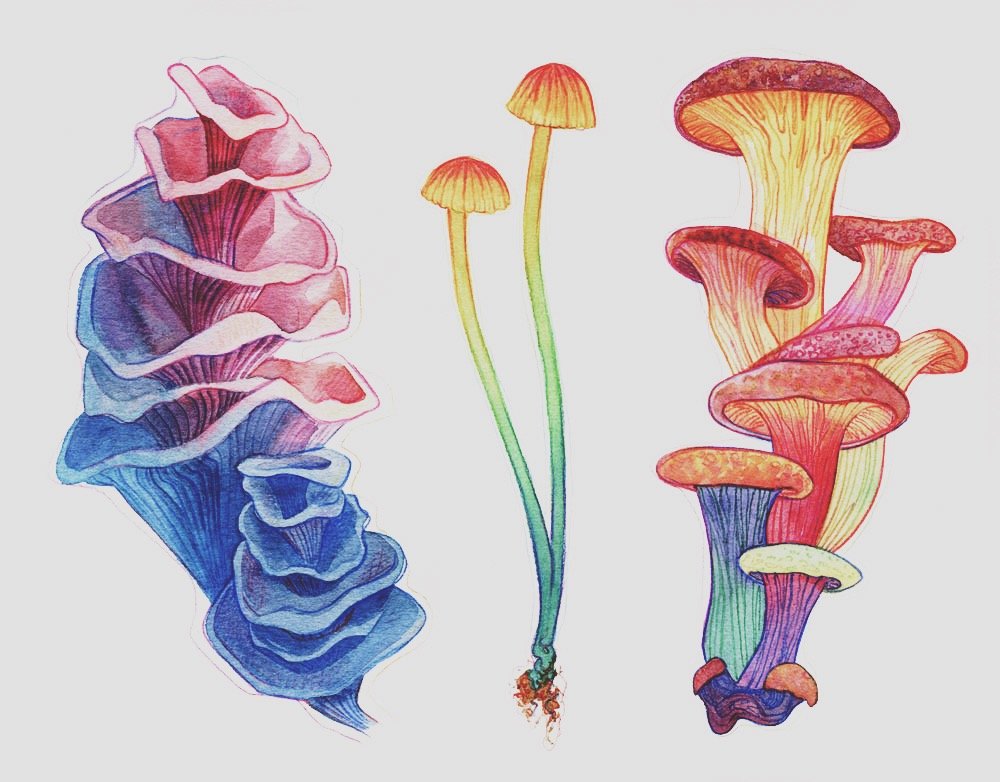 fungi_web_VSCO.jpeg