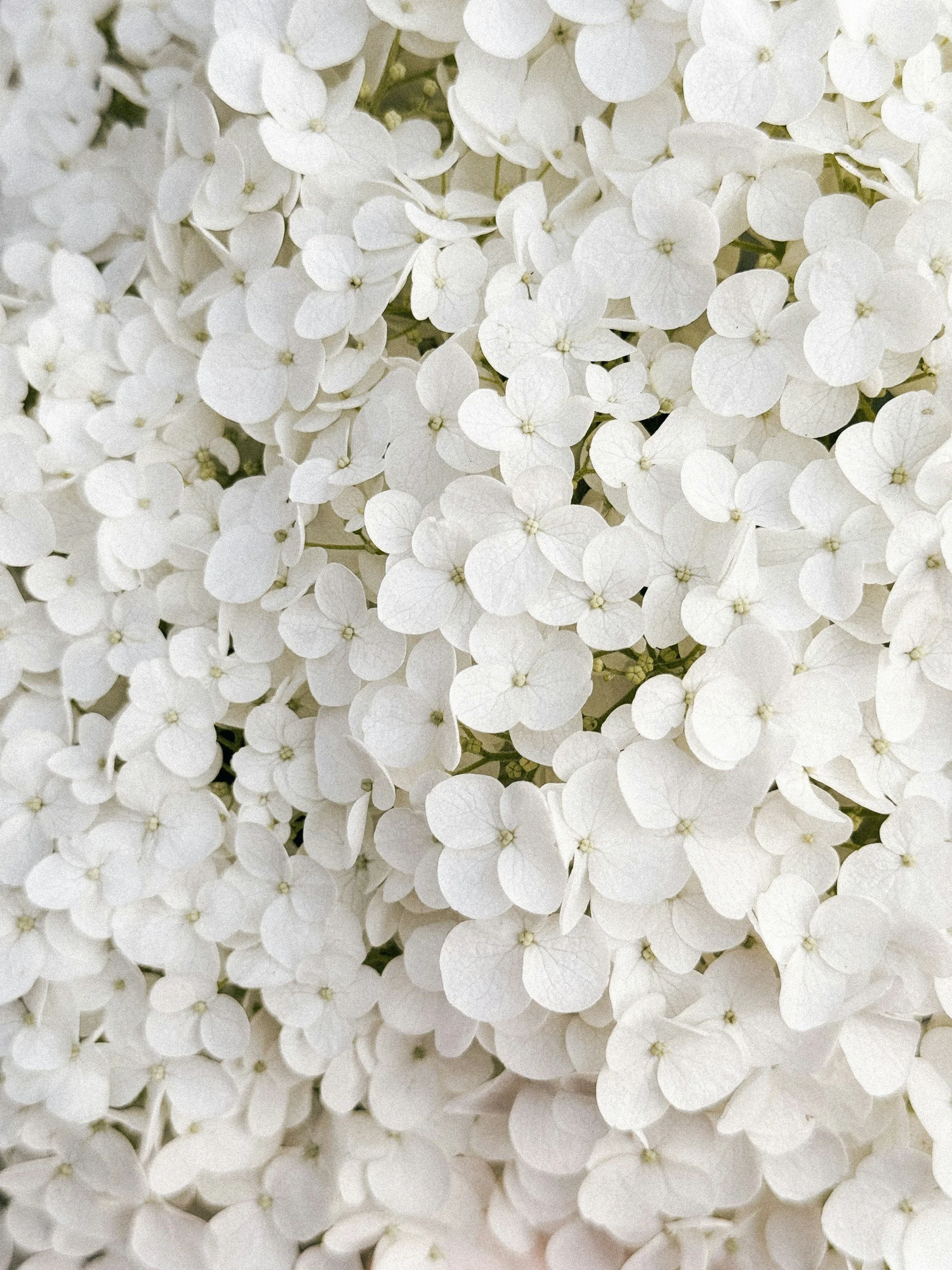 Weiße Hortensienblüten dicht beeinander