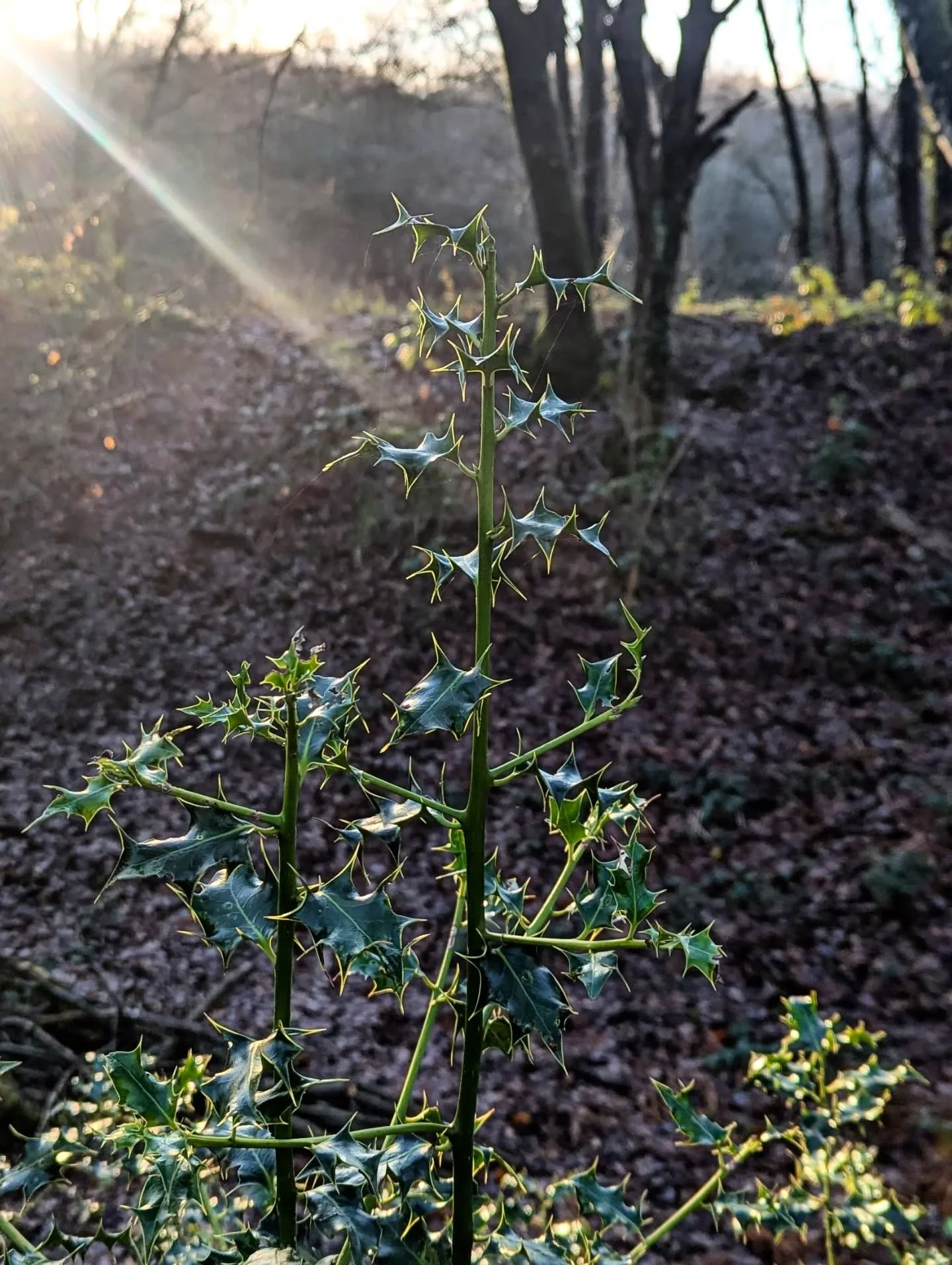 "Joy is still being able to see small beauties... the bird in the tree. The tree. The way a mother comforts a child. The way children play, fearless and free. The simple contentment of your dog. The poem you read when everything is wrong. That s