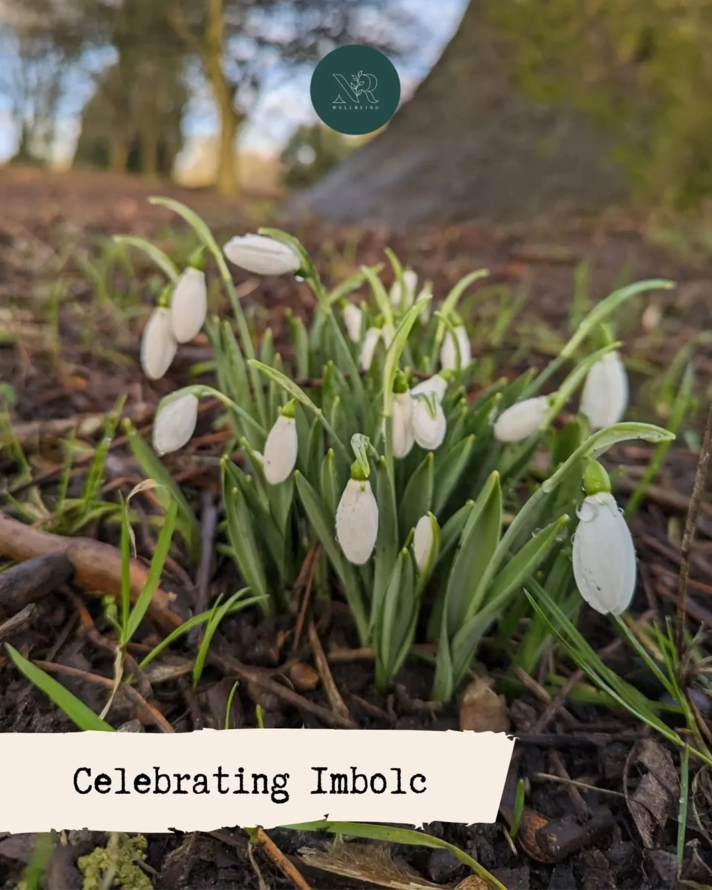 Imbolc. When mother m earth is rubbing the sleep from her eyes, wiggling her toes and contemplating getting out of bed and starting the day. But probably hitting snooze once or twice more.

We're still in winter. This is still a time for rest, in rea