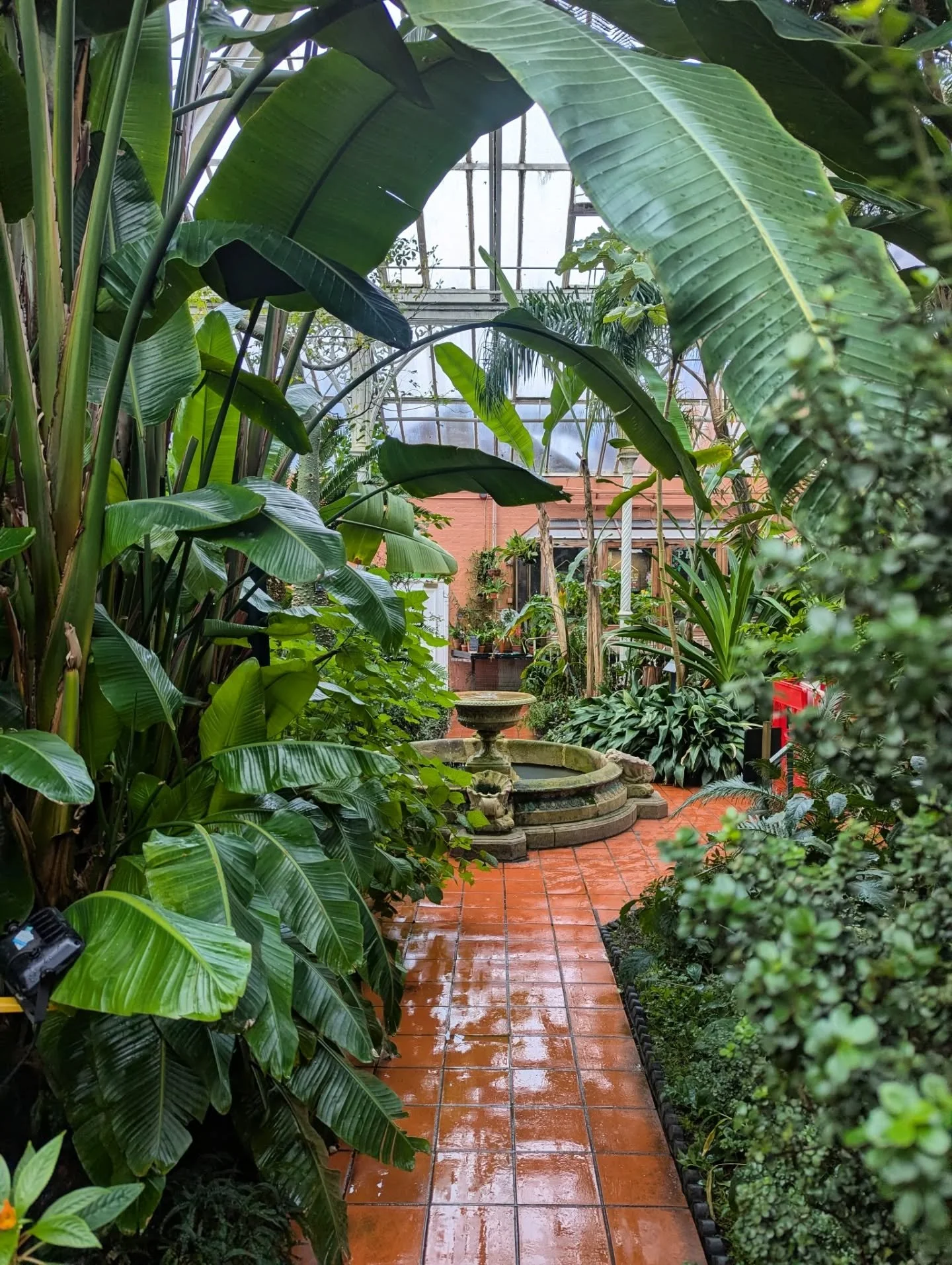 A weekend of 'medicine', part two: a solo adventure 

Sunday's prescription was for:

🌴 Nature - I *love* botanic gardens, especially tropical glasshouses &amp; @bhambotanicalgardens was an absolute delight. I loved the geranium collection and the s