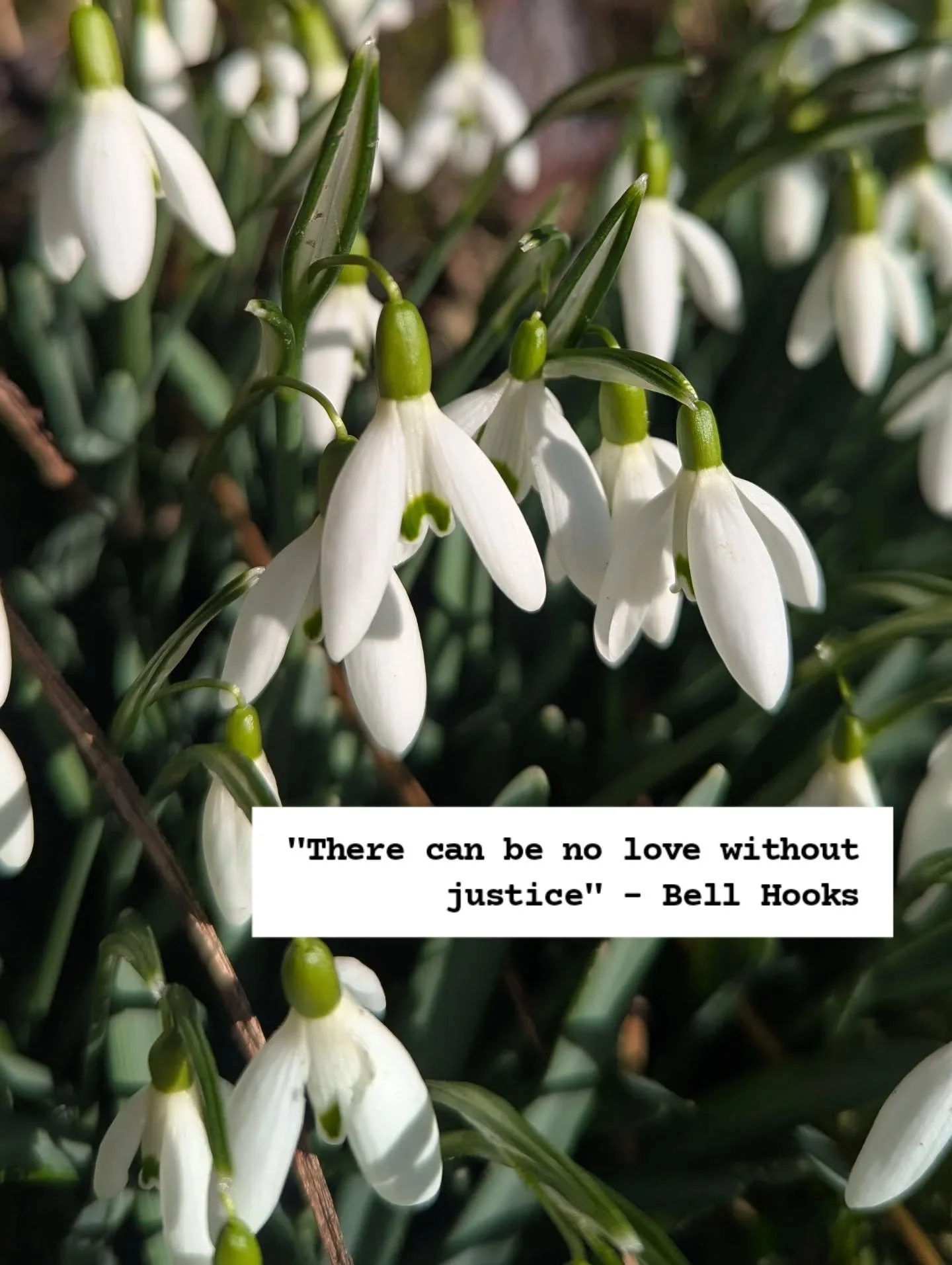 Happy valentine's day to everyone except the b*stards in the Epstein files &amp; far right fascists . Lots of love to everyone else from me and these gorgeous snowdrops.