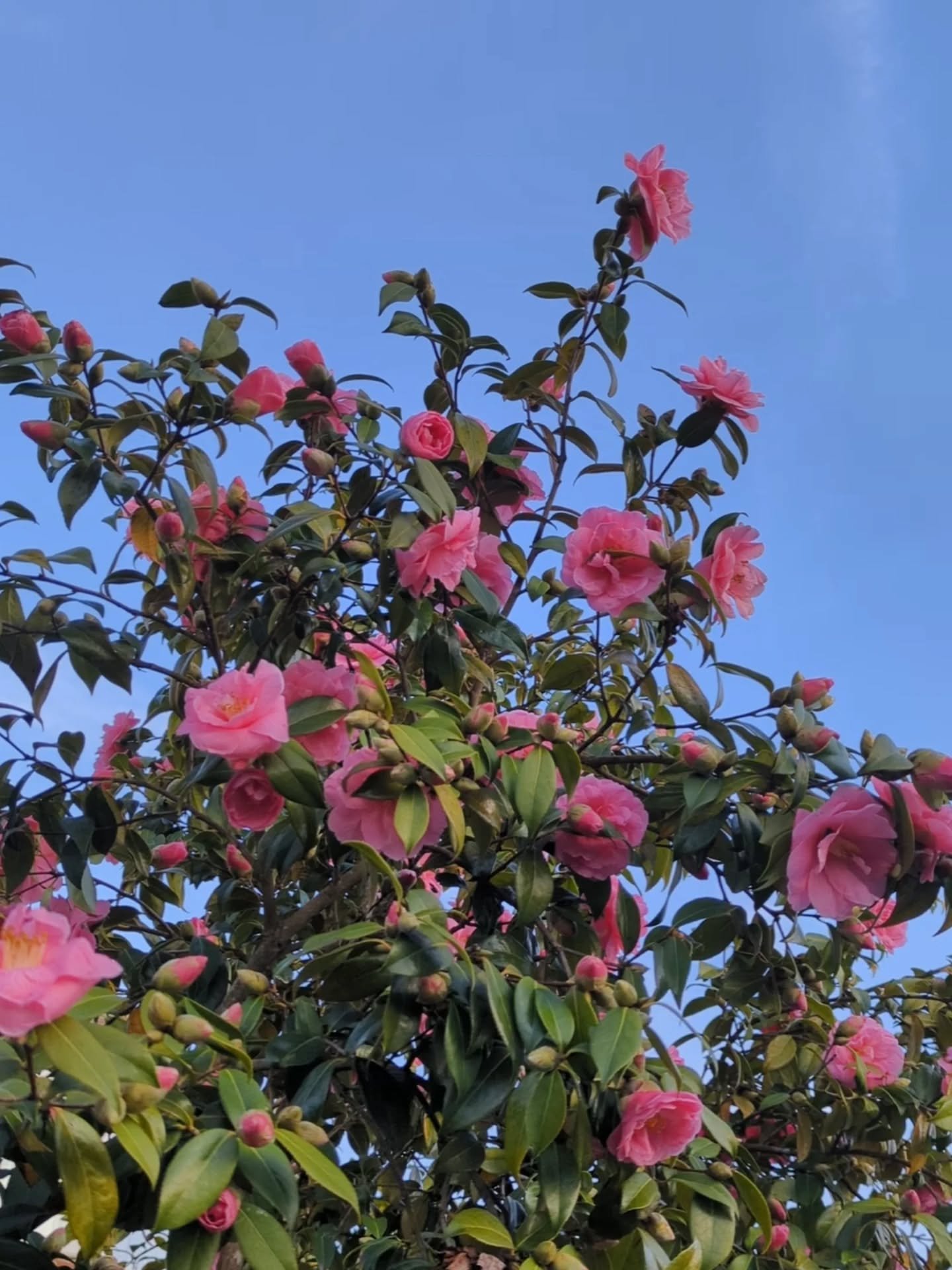 That first moment you truly feel the Spring arriving is like a sob of relief escaping from a tight throat; an almost undignified release of gratitude and delight. Hope blooms in your chest as a blue sky makes possible what, under yesterday's cloud, f