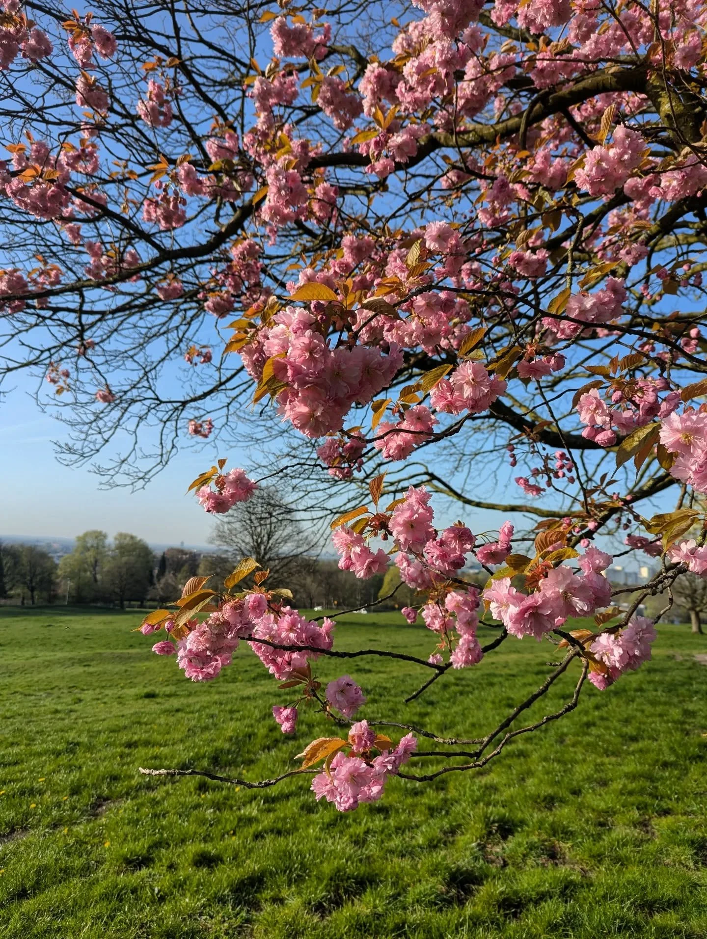 It's hereeeeeee!! 🌸🌸🌸🌸 
Cherry blossom appreciation is possibly my favourite mindfulness practice. The transient nature of it adds to its beauty.

The Japanese have a term for this: Mono no aware (物の哀れ). The literal translation is 'the pathos of 