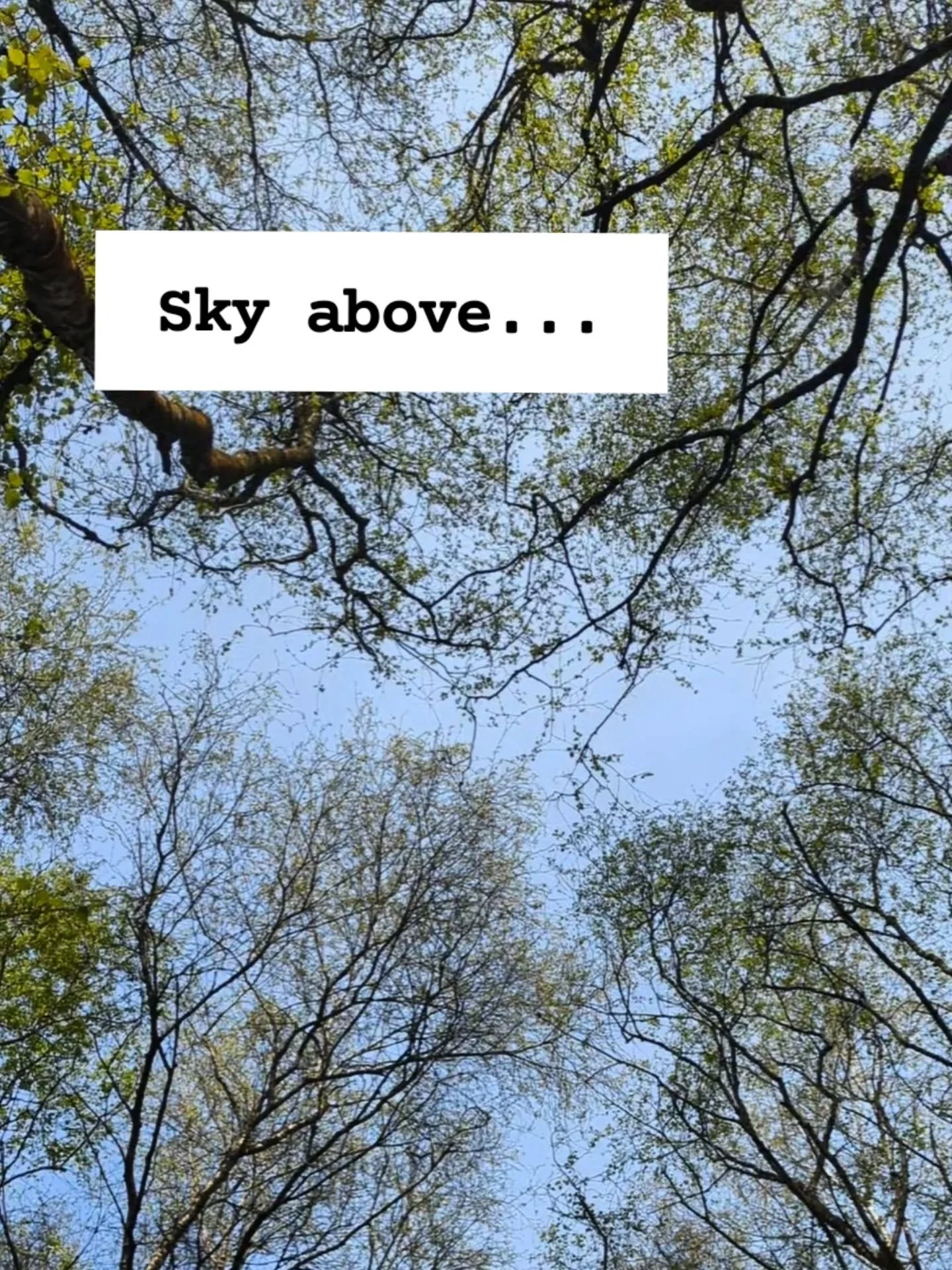 🌱 April Forest Bathing 🌱

We had a fresh, spring scented breeze, blue skies and soft, bright new leaves on our first Forest Bathing session of the year 🥰

This is year 4 of a year for free Forest Bathing at Clifton Country park, thanks to @salford