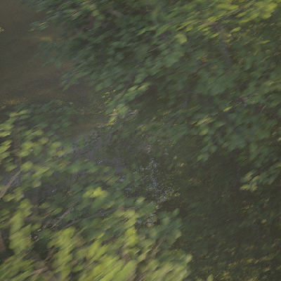 CM_Bird_02.gif