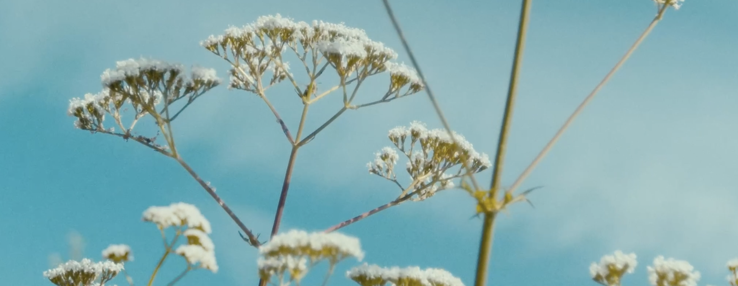Close-up of white, snow-dusted wildflowers against a blurred blue sky background.