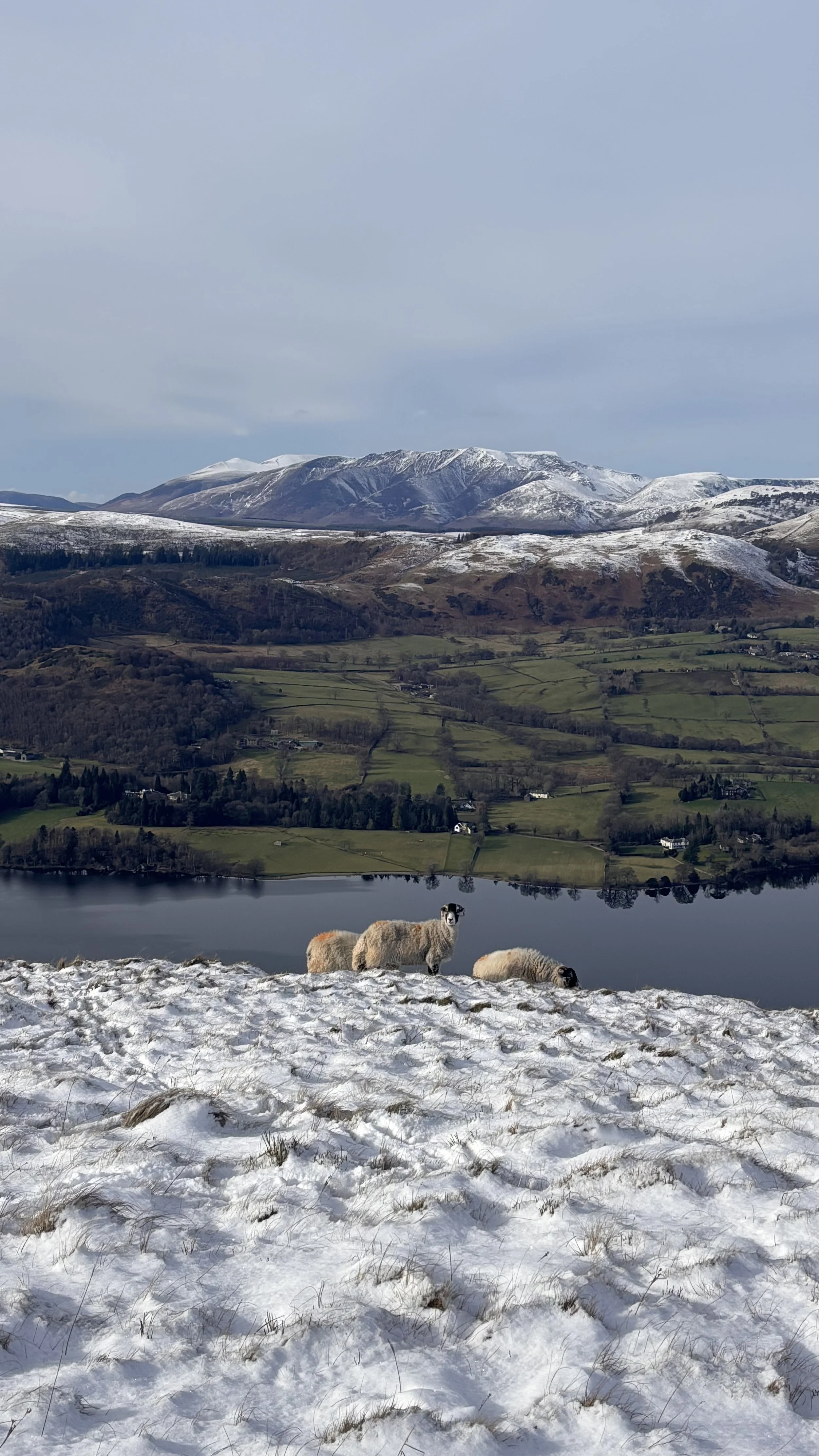 Snow Scene 1 - Charlotte Gurran Art .jpg