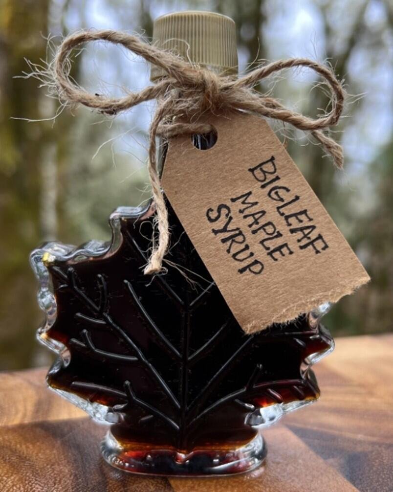 Something Sweet: Tapping the Pacific Northwest’s Bigleaf Maple for Syrup
