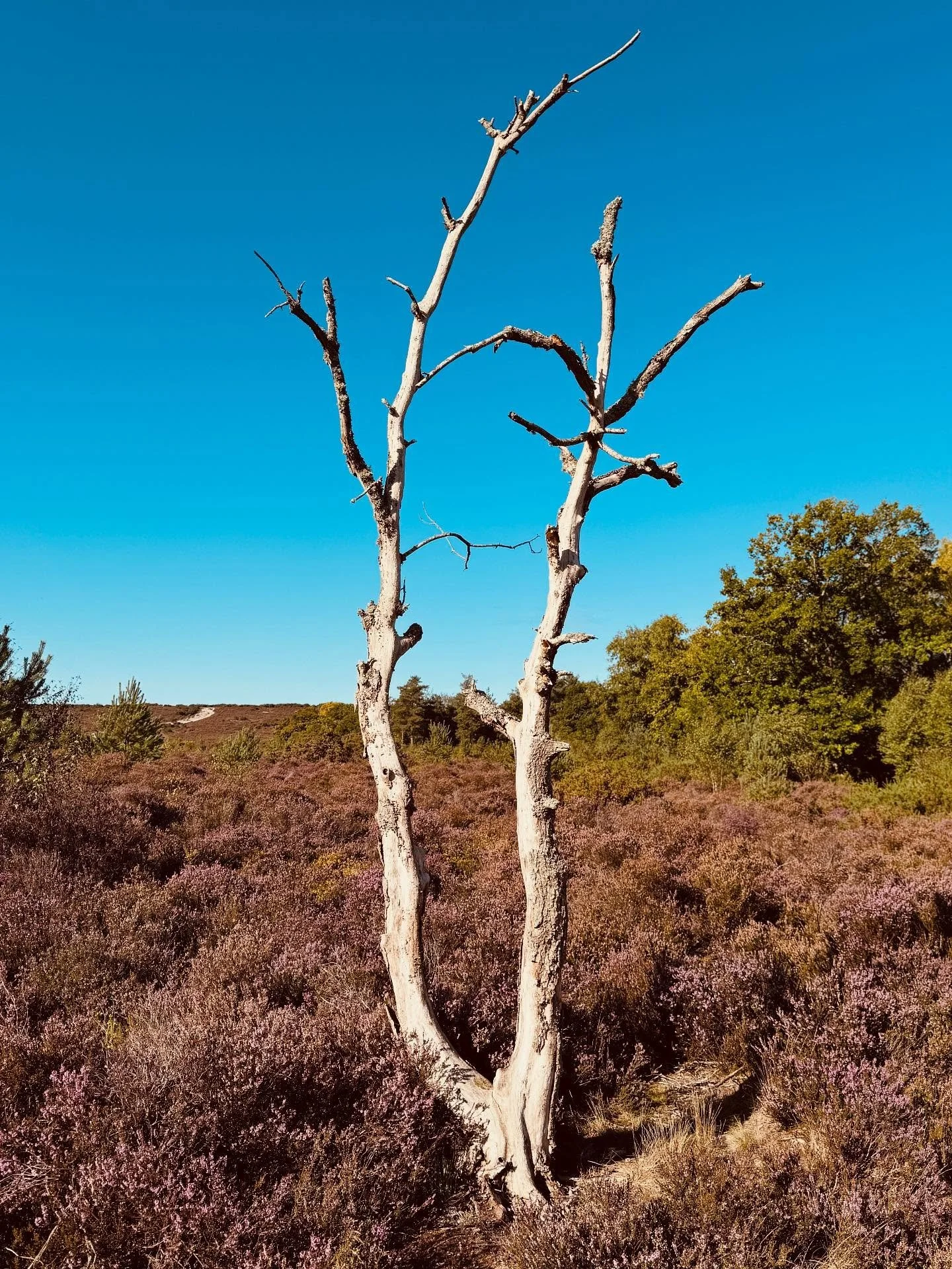 The audacity of a tree,
To stand there so tall,
Skin weathered and used up,
Hollowed out and complete....

#aging #gracefully #natures #wisdom #tee #love