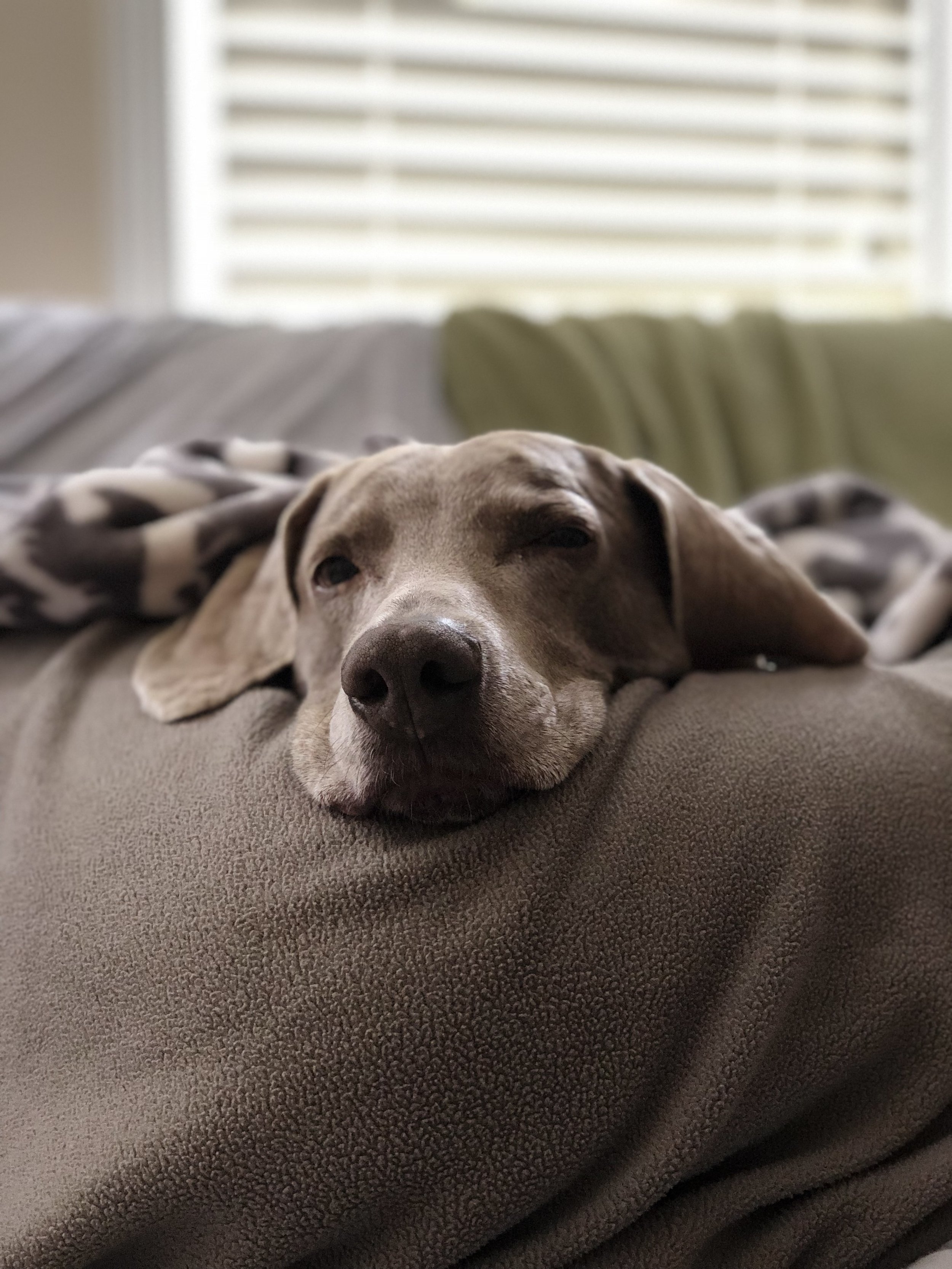 A gray dog resting its head on a soft blanket.