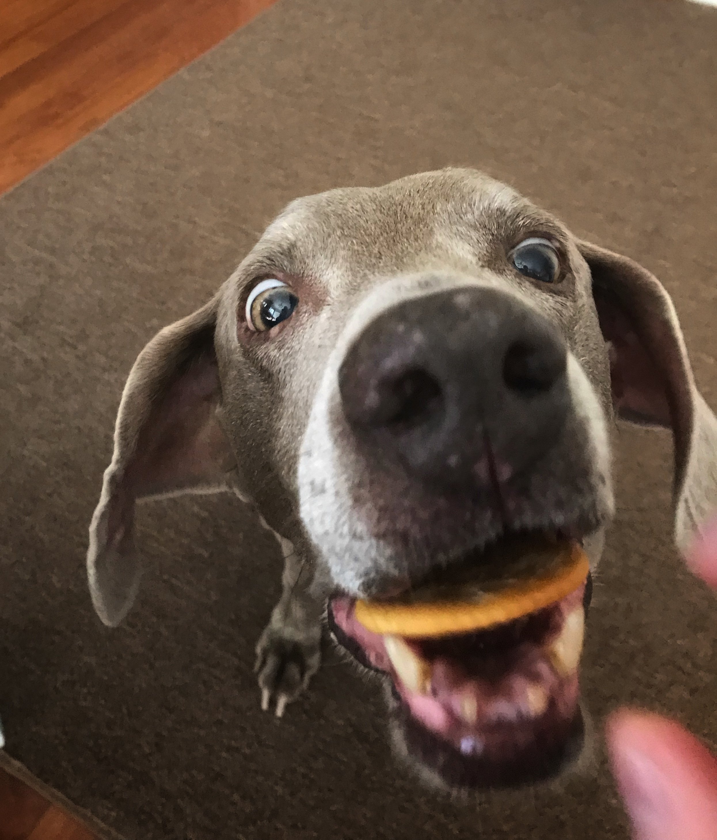Excited dog holding a biscuit in its mouth.
