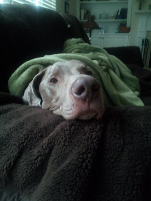 A dog resting on a plush blanket, partially covered with a green blanket, indoors.