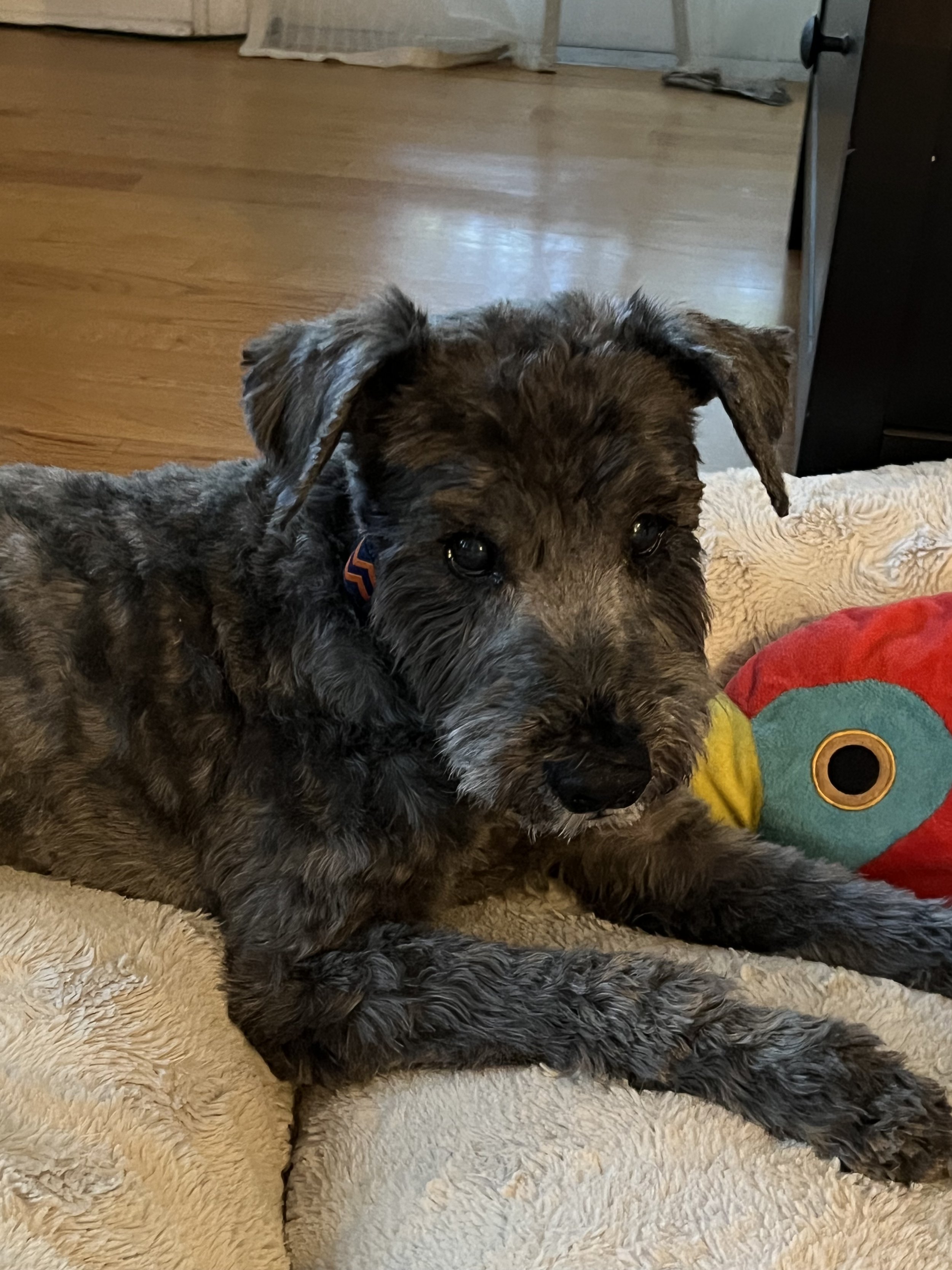 Gray dog laying on a beige bed with colorful stuffed toy.