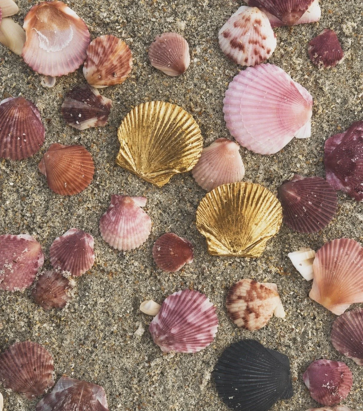 Scallop Shell Earrings