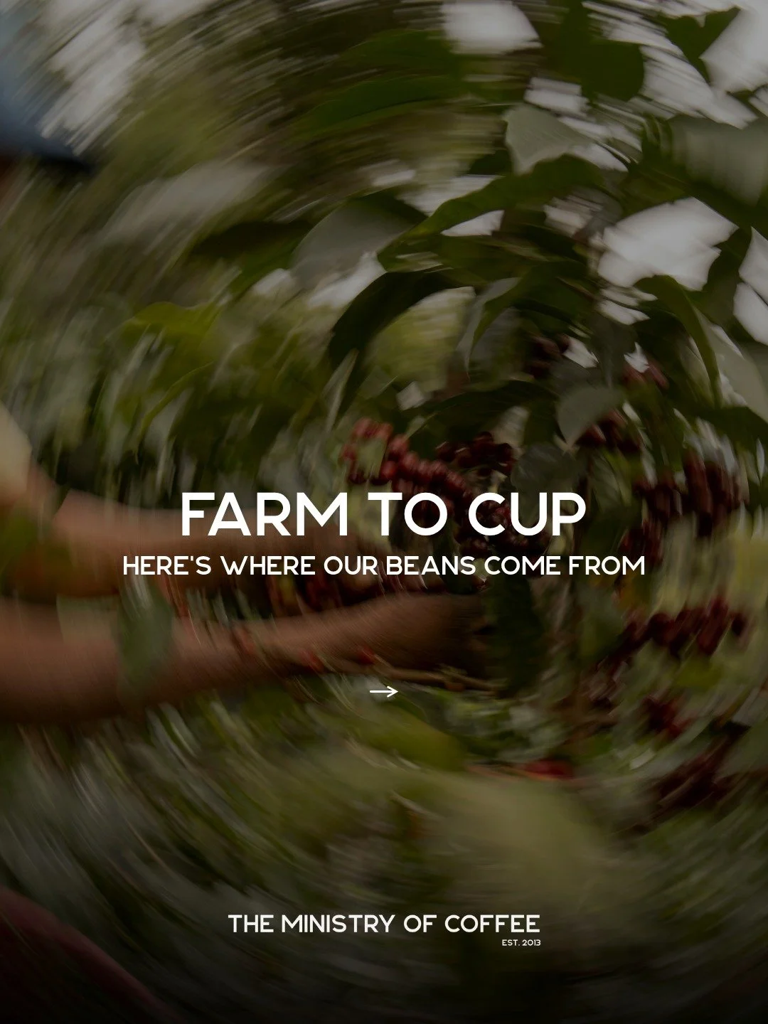 From the mountains of Colombia to your cup in Ottawa ☕️

Our Pink Ranger beans start their journey at Caf&eacute; Primitivo in Quind&iacute;o, Colombia, where fifth-generation producer Ana Maria Donneys is pushing the boundaries of specialty coffee t