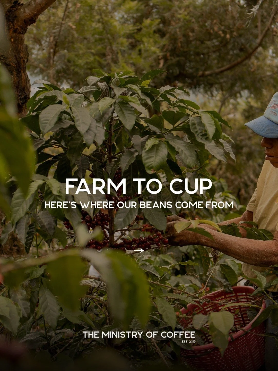 Not all coffee is created equal.

Our Kenyan beans begin their journey in the rich volcanic soil of Central Kenya, where high elevation, cooler temperatures, and generations of farming expertise produce coffees known for their incredible clarity and 