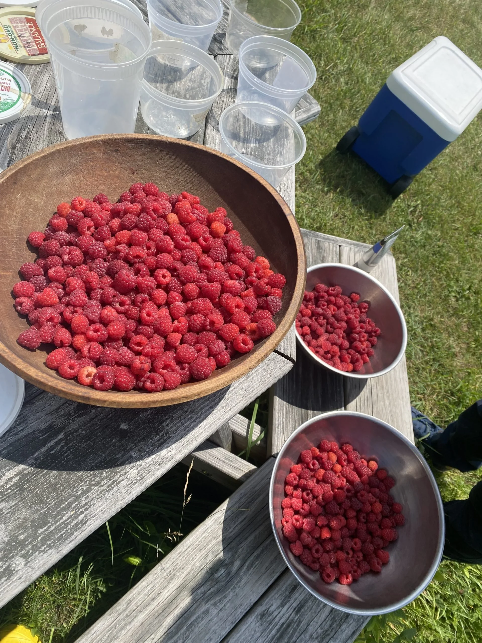 raspberries.jpeg