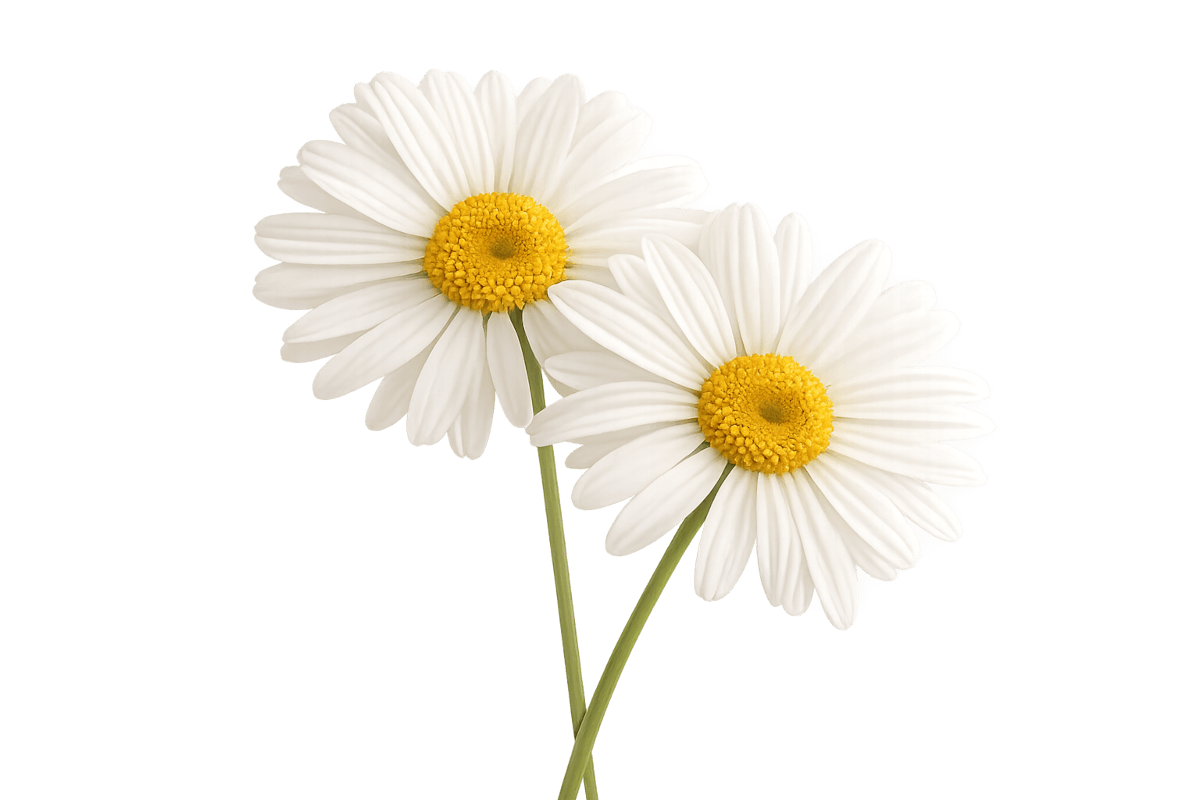 Bild von 2 Margariten