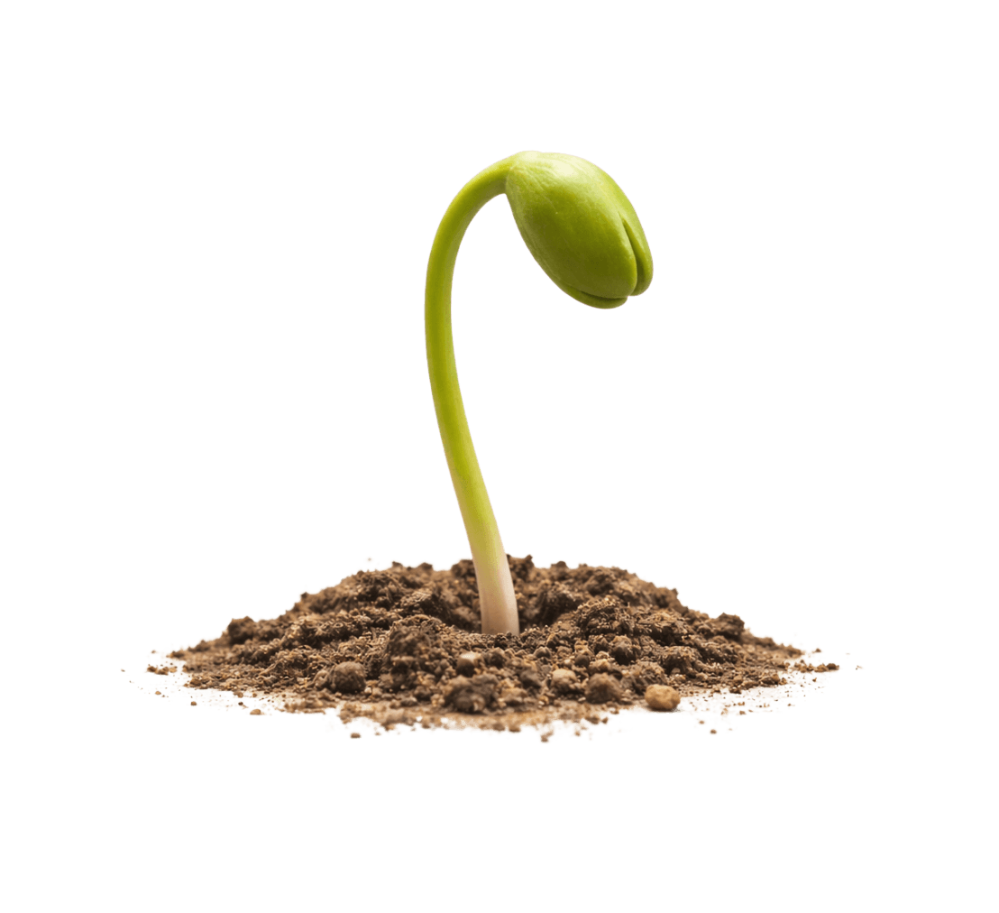 Bild eines Pflanzenkeimlings als Symbol, wie alles anfängt.