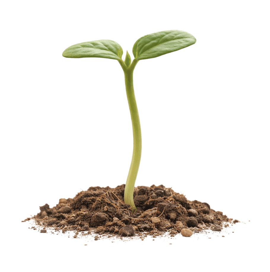 Bild des Keimlings, das nun zu einer Pflanze heranwächst, genauso wie das Business mit der Website wächst.