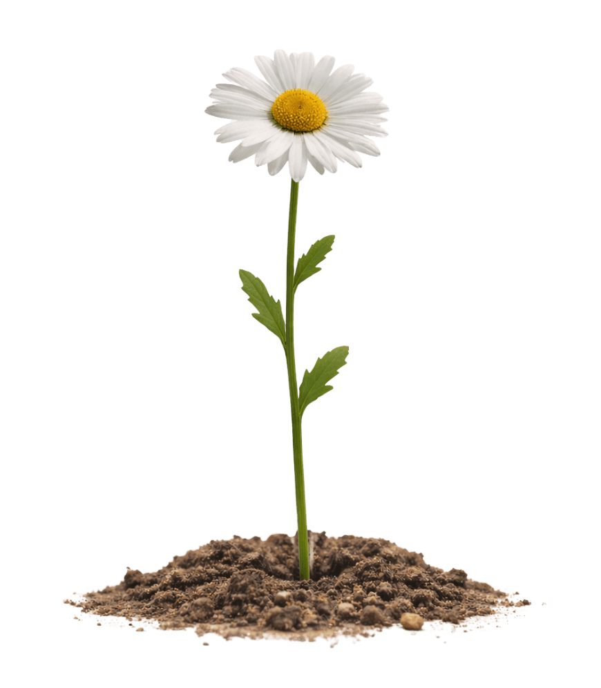 Aus dem Keimling ist nun eine vollständige blühende Pflanze geworden. Die Bilderserie symbolisiert den Prozess, wie Menschen durch die Website zu Kunden werden.