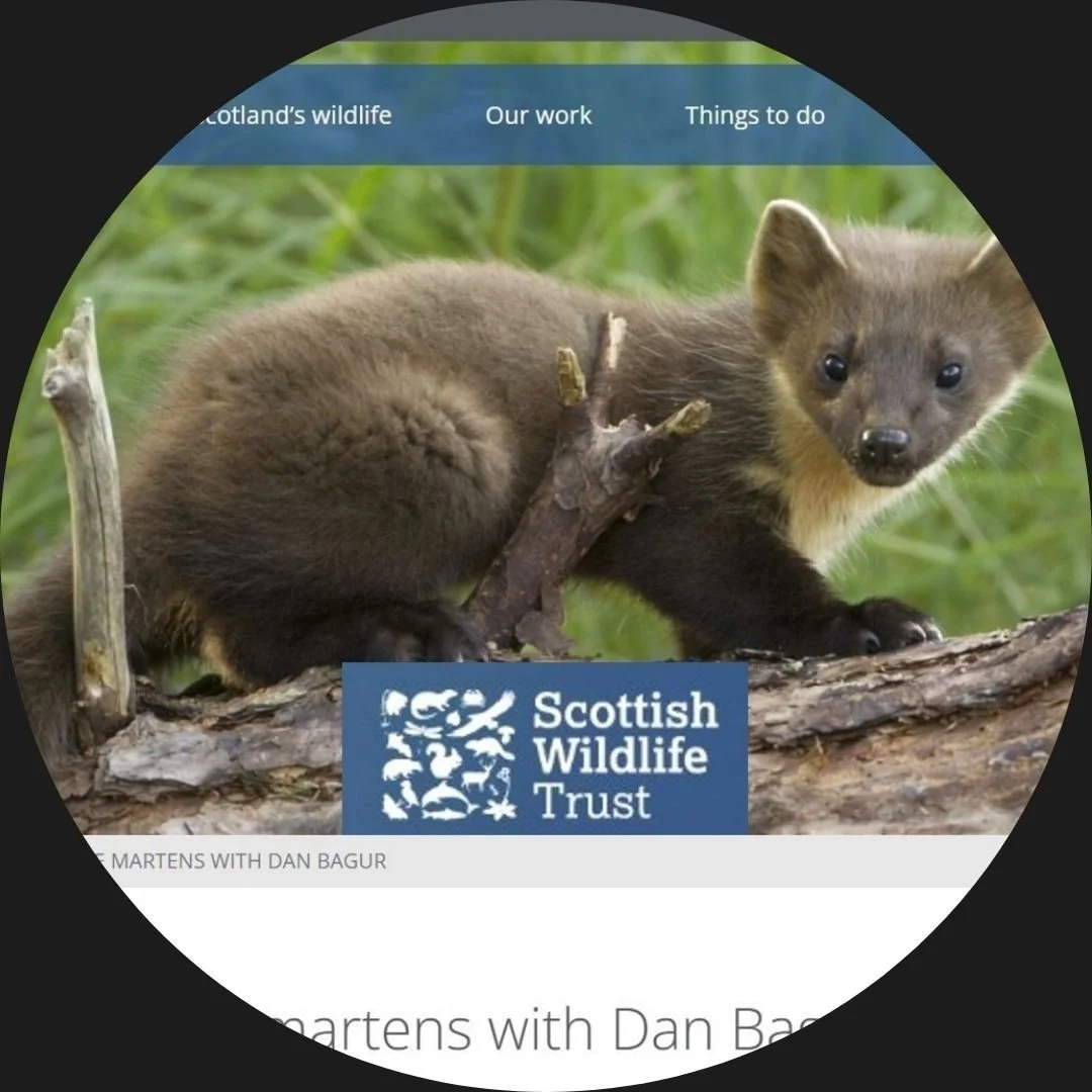 Dan Bagur Author Interview Scottish Wildlife