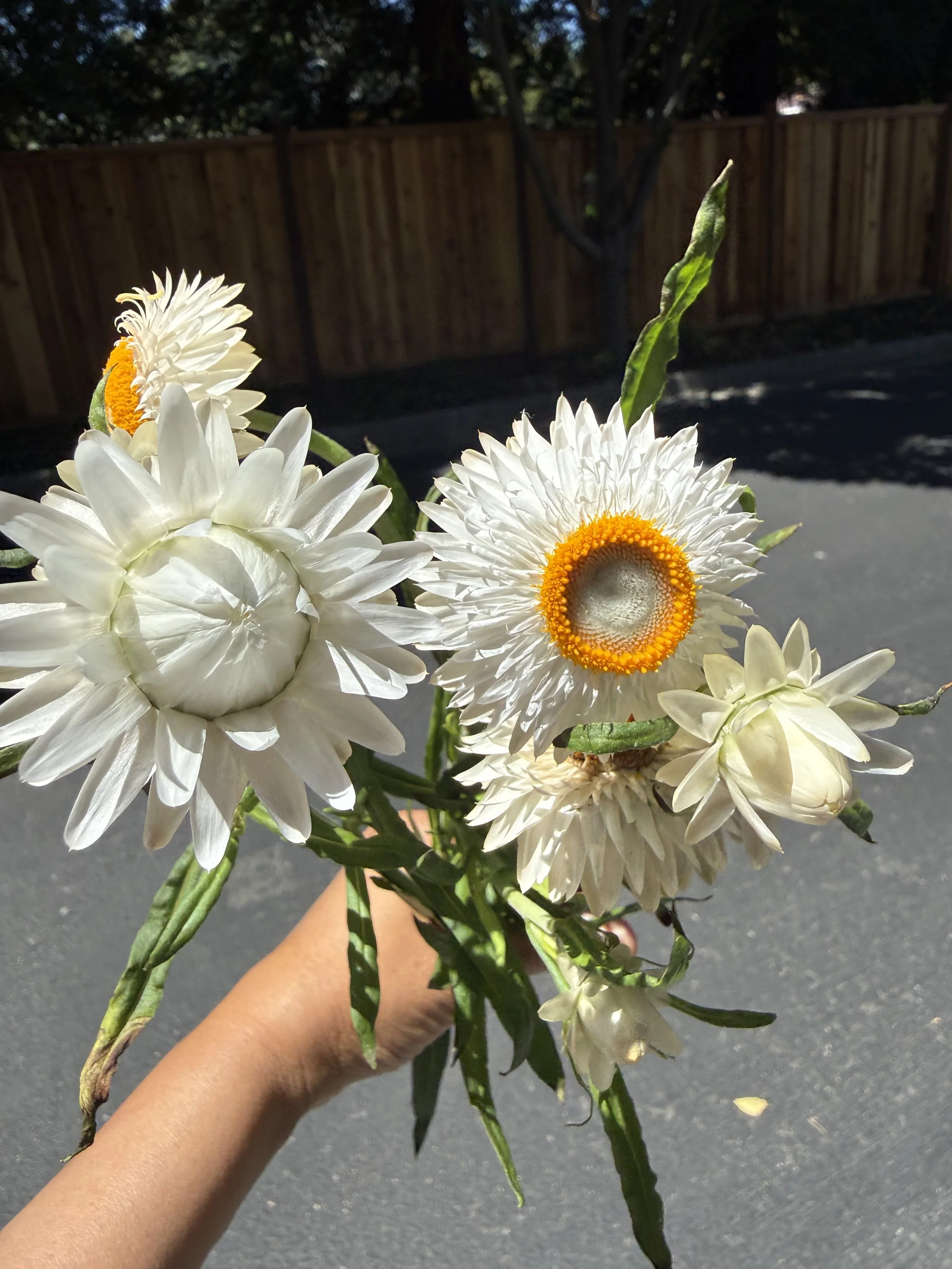 IMG_1391.jpeg