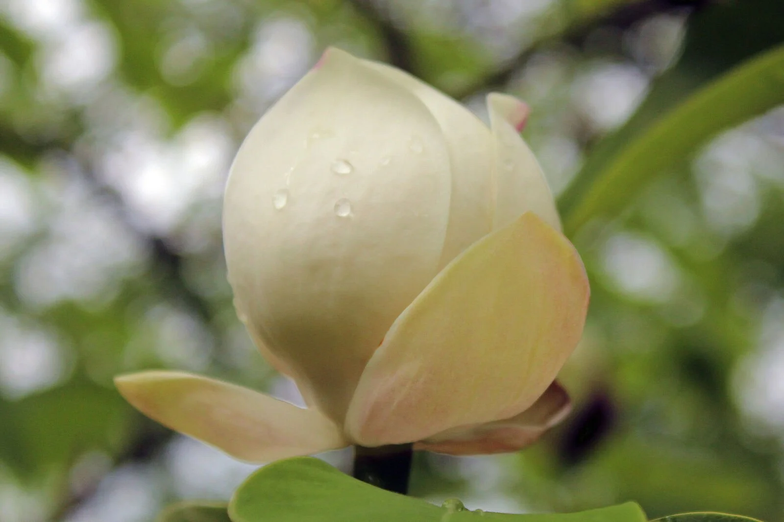 Magnolia x wiesneri Carr - BG Meise-002.jpg