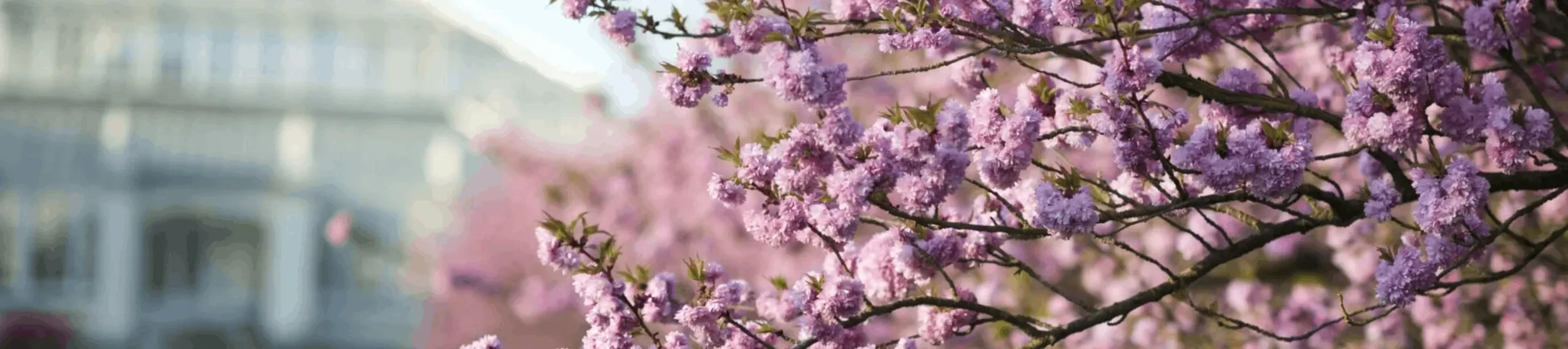 cherry blossom in front of the Temperate House, RBG Kew