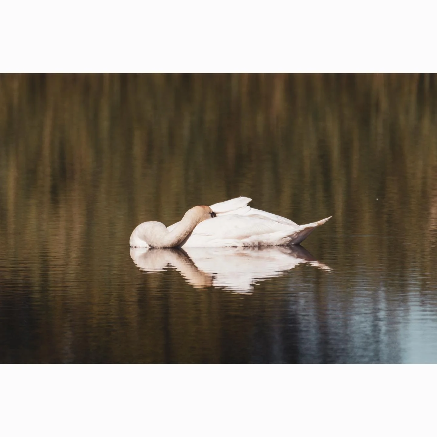 Sleeping swan 🦢 

Shot with Canon R7 &amp; SIGMA 150-600 f5-6.3
1/1600s &bull; f6.3 &bull; ISO 250 &bull; 600mm

#holkham #holkhambeach #norfolk #england #unitedkingdom #uk #norwich #eastanglia #swan #birdphotography #wildlifephotography #photograph