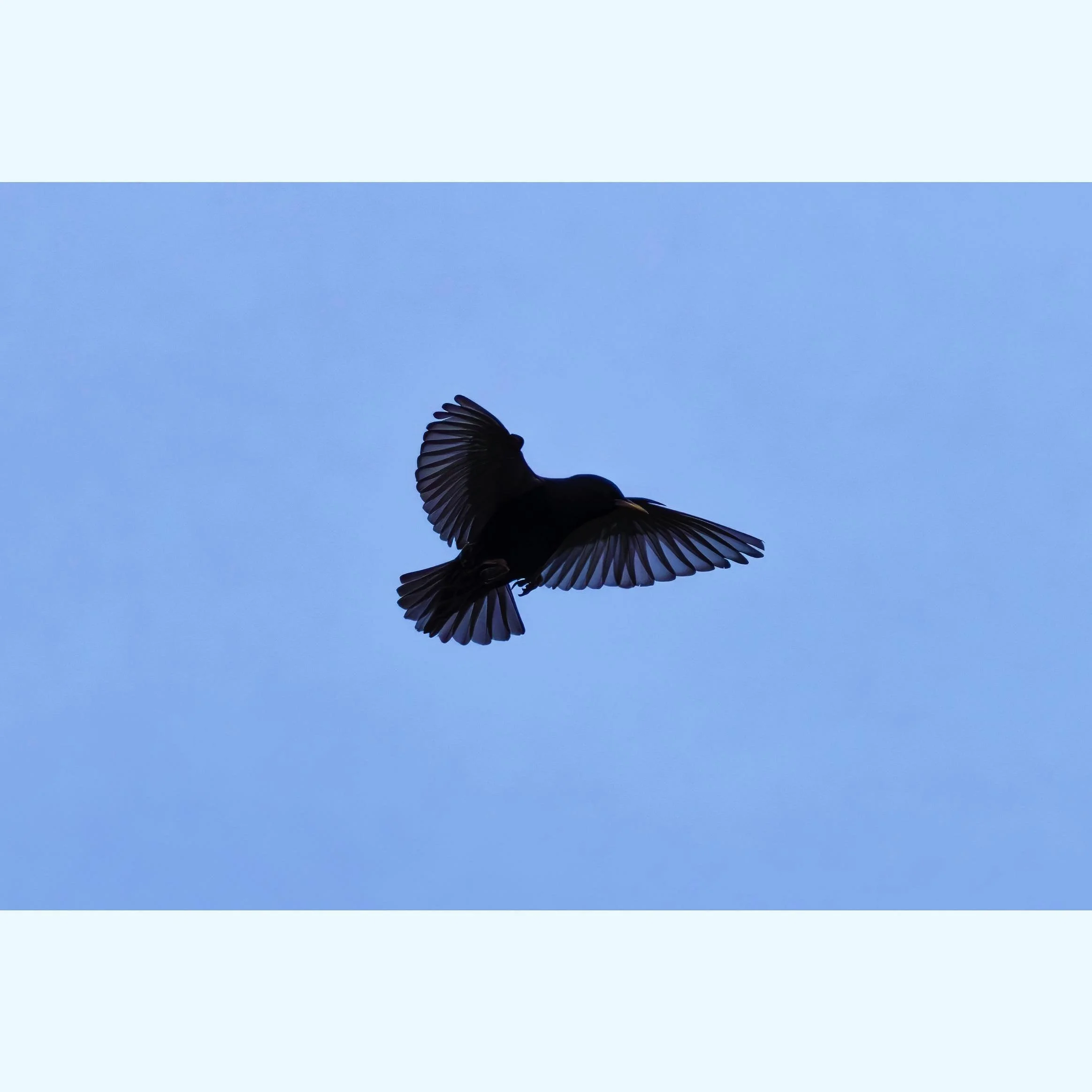 A starling gliding through the evening sky 🐦&zwj;⬛

Shot on Canon R7 with SIGMA 150-600.
1/1250 &bull; f5.6 &bull; ISO 1600 &bull; 200mm

#birdphotography #starling #britishbirds #britain #wildlifephotography #evening #canonr7 #sigma150600 #photogra