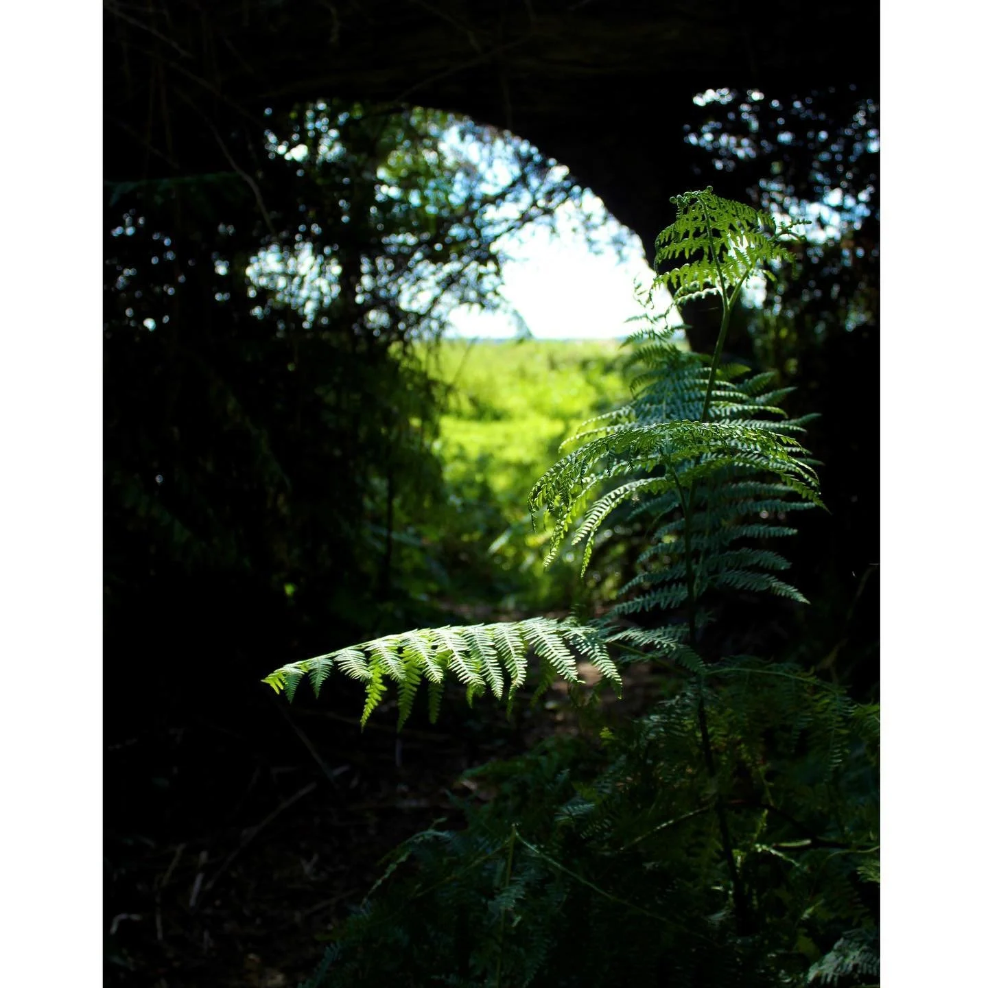 Forest fern 🌳

Shot with Canon 1300D at:
24mm / ISO: 200 / f4 / 1/800ss