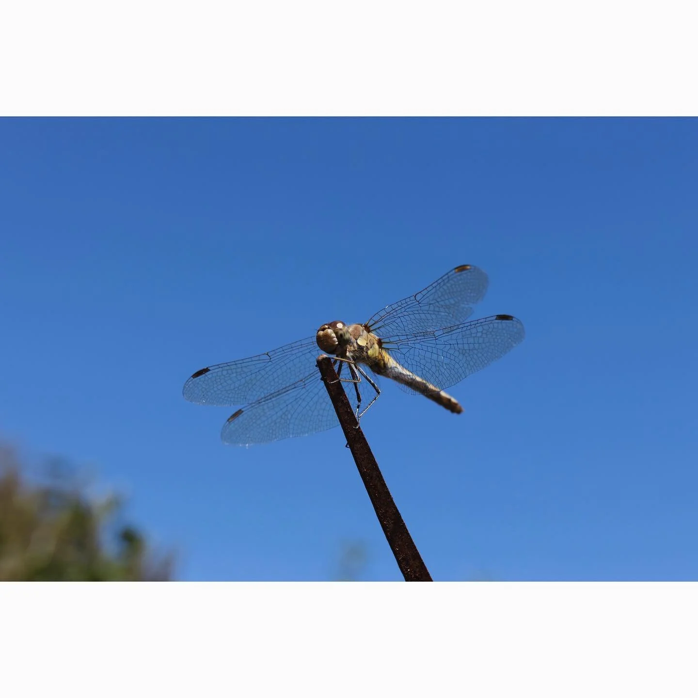 A dragonfly chilling in the sun ☀️ 

Shot on Canon R7 with SIGMA 35mm f1.4 Art
1/800s &bull; f7.1 &bull; ISO 320 &bull; 35mm

#dragonfly #photography #wildlifephotography #insectphotography #insect #canon #canonr7 #sigmalens #british #britishwildlife