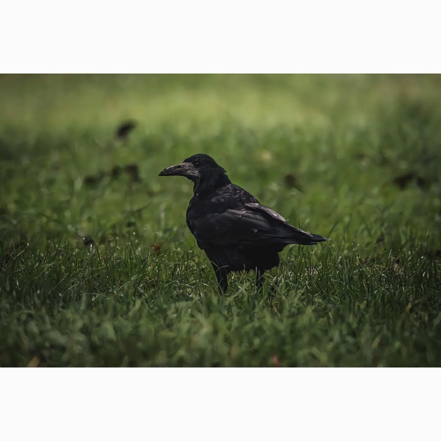 &ldquo;&lsquo;Every flight begins with a fall,&rsquo; the crow said.&rdquo;

Shot on Canon R7 with Canon 200-800mm.
1/1250 &bull; f/8 &bull; ISO 6400 &bull; 481mm

#beccles #suffolk #norfolk #norfolkbroads #england #unitedkingdom #uk #norwich #eastan