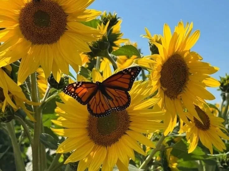 Earth Day Sauna + Upcycling Workshop at Up to No Dang Good